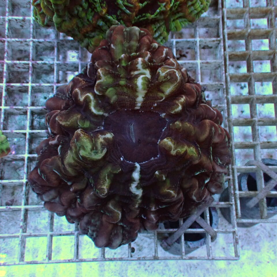 コハナガタサンゴ | HOUSE REEF(ハウスリーフ)サンゴ・海水魚・海藻