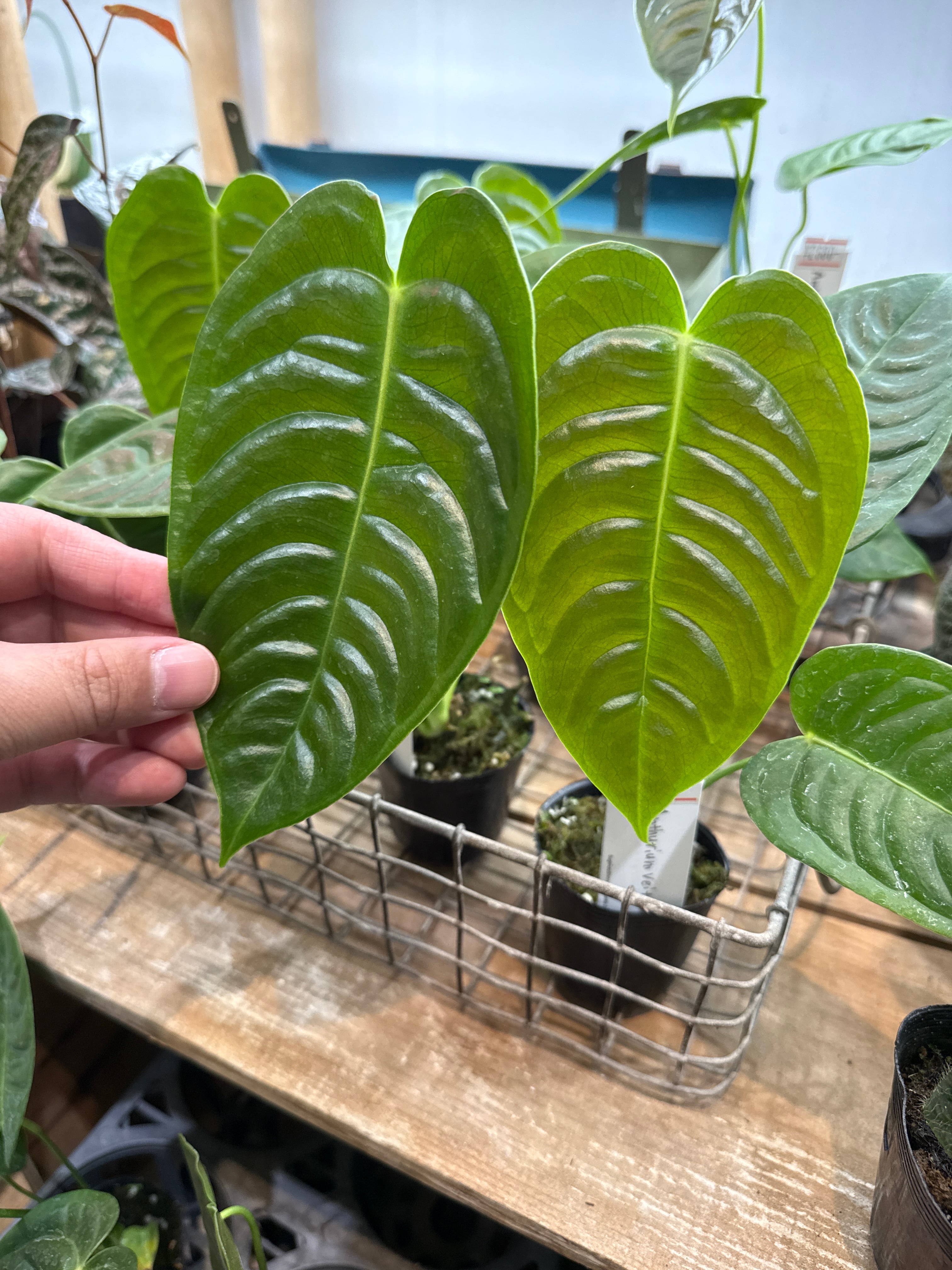 アンスリウム ベイチー | Gardenえん 【観葉熱帯植物】