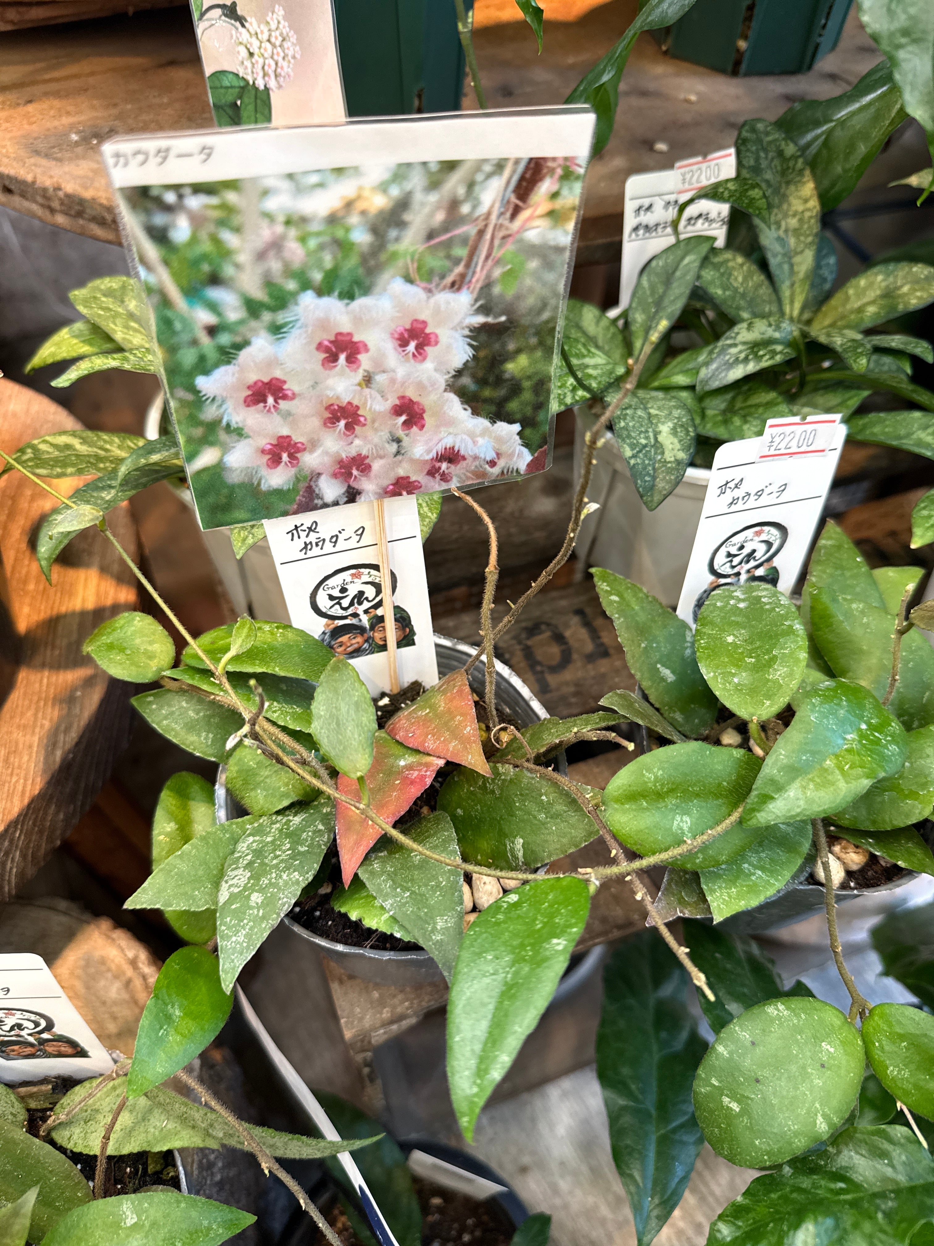 ホヤ カウダータ(赤く紅葉する) | Gardenえん 【観葉熱帯植物】