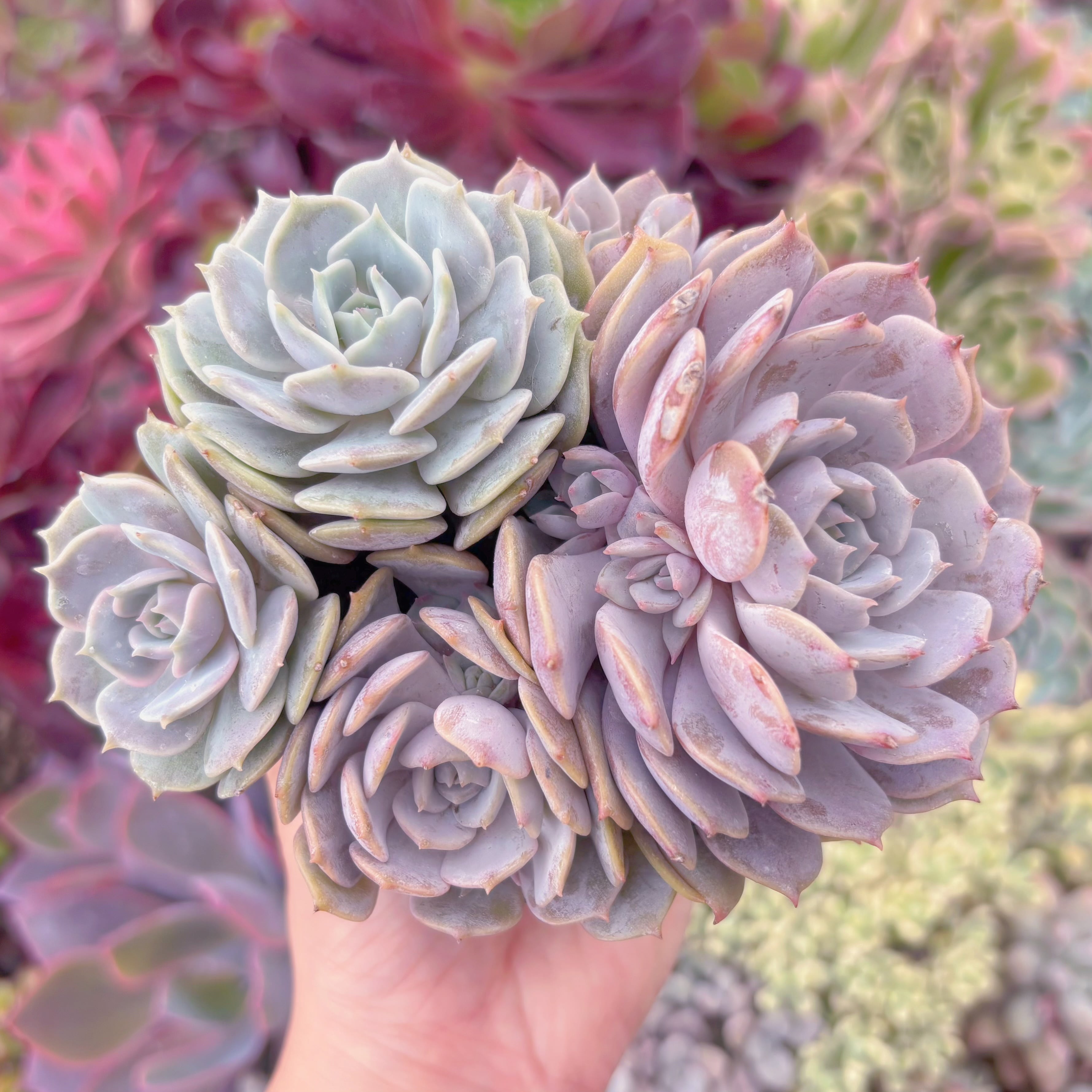 現品　ローラ#666　るる農園