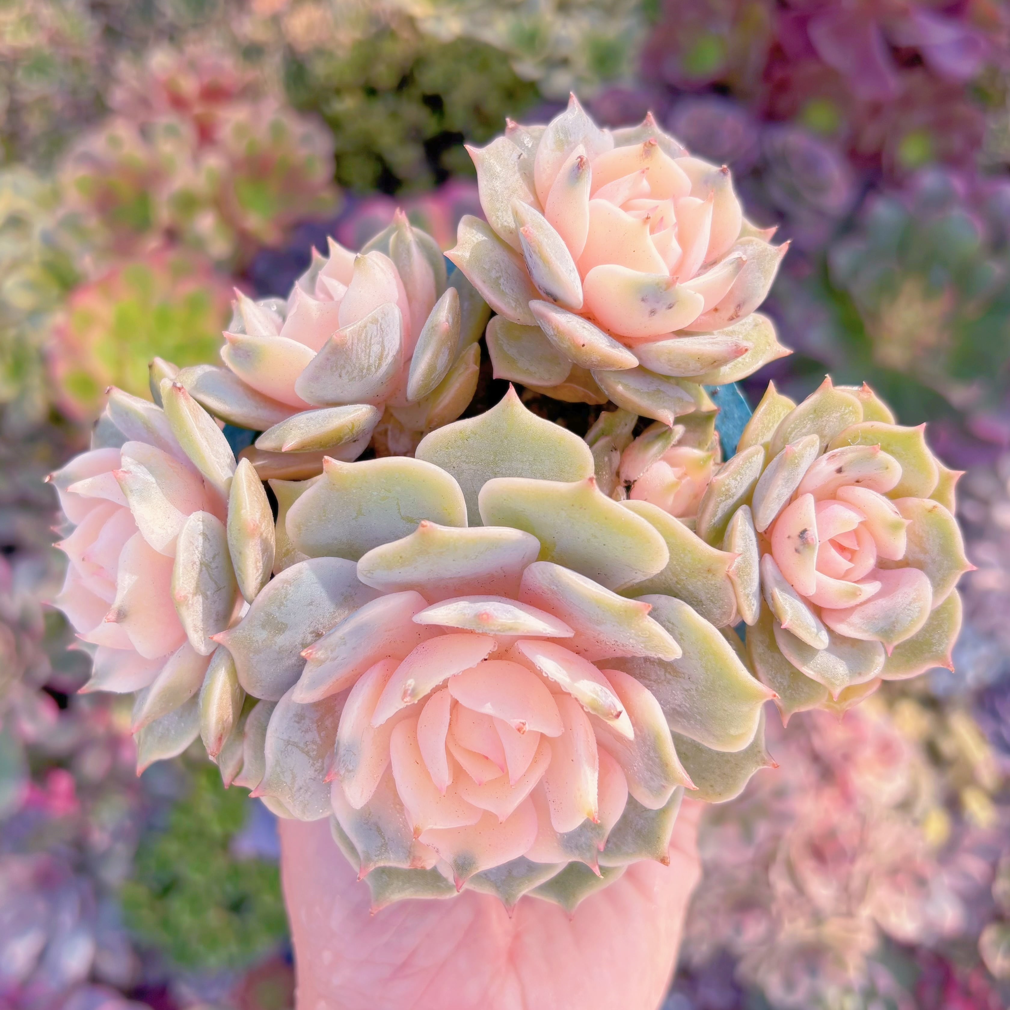 現品　ローラ錦#A080　群生　在庫僅少　るる農園