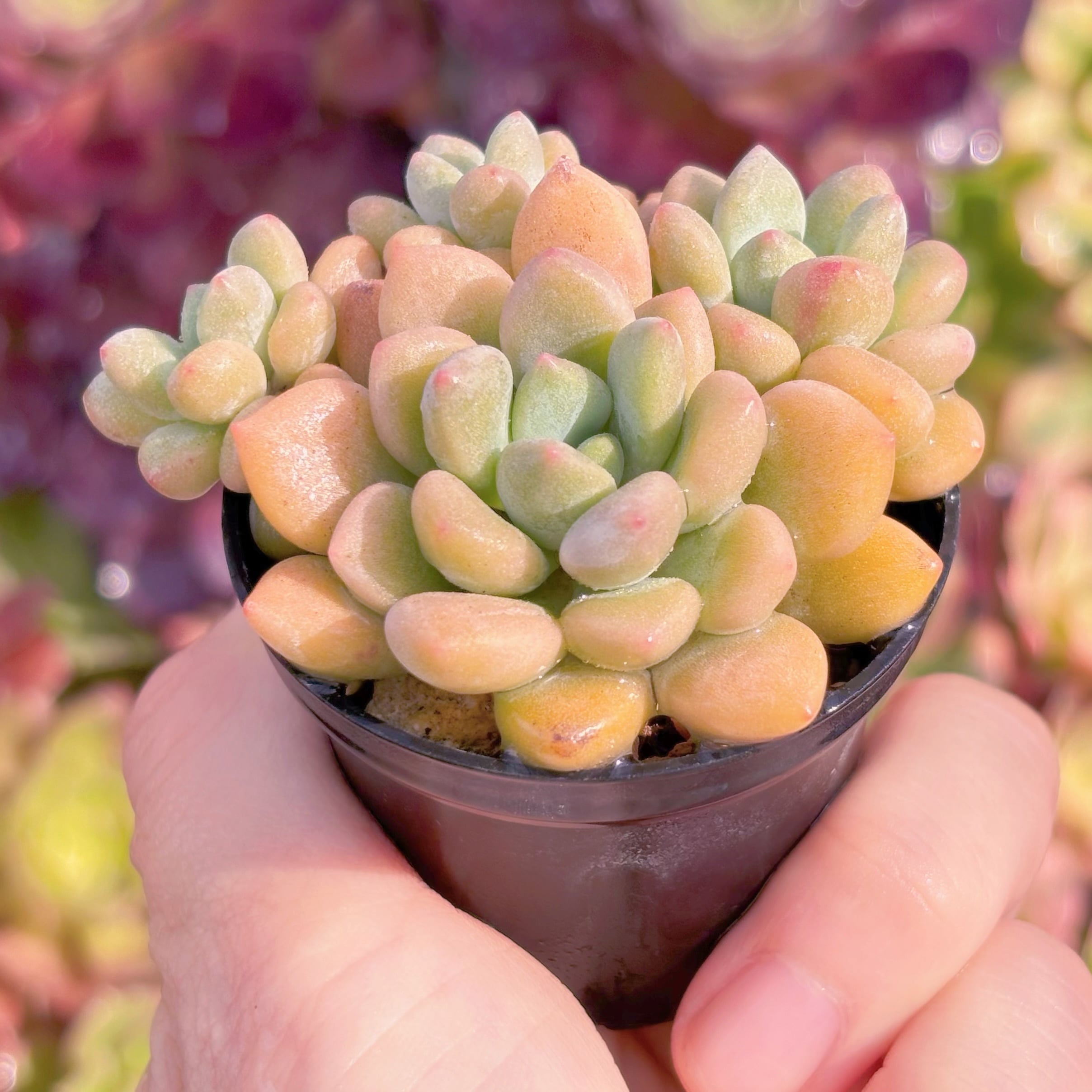 多肉植物 キシリトール 新入荷 るる農園 | るる農園~多肉植物専門