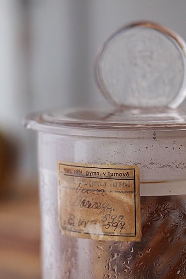 植物の標本瓶 -sample in bottle | アンティーク.ヴィンテージ家具雑貨