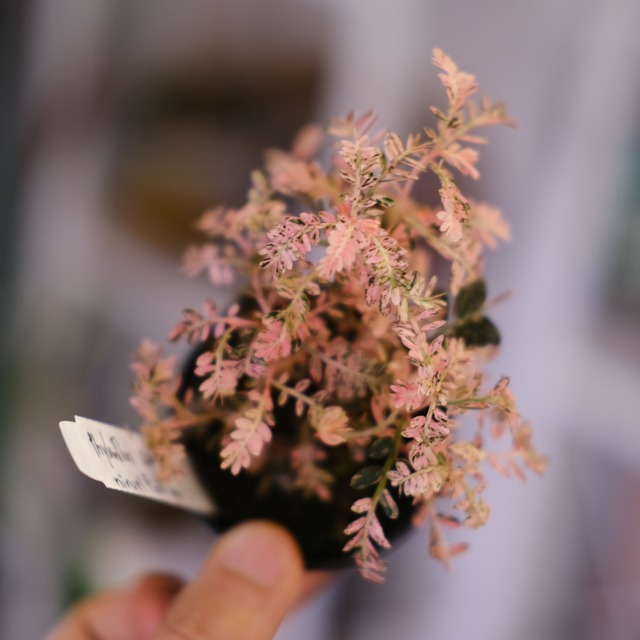 Phyllanthus urinaria 'Pink Variegated'│フィランサス・ウリナリア ピンク斑入り④│観葉植物