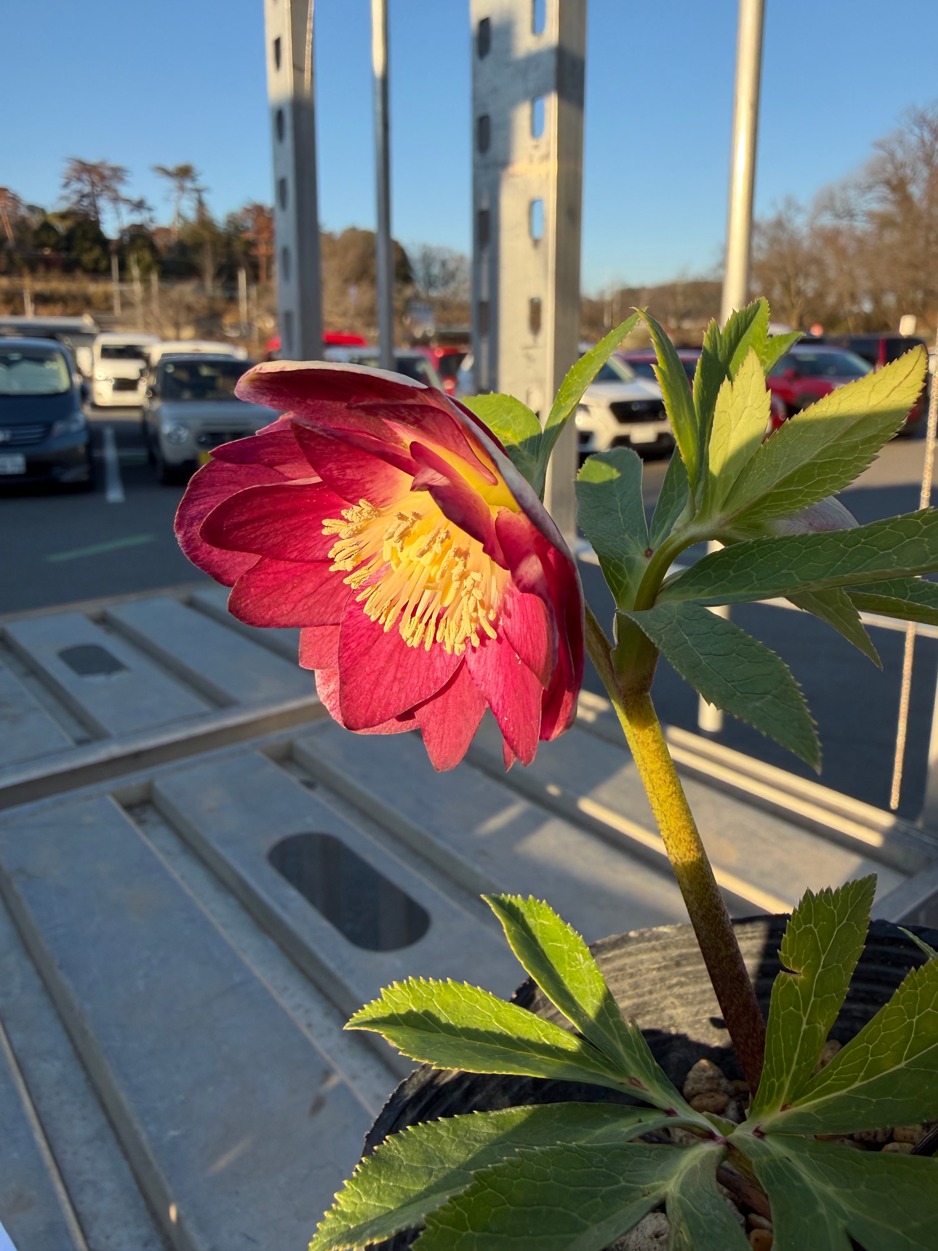 キラメキ☆ 紅白系リバーシブル 加藤農園 クリスマスローズ【ka39