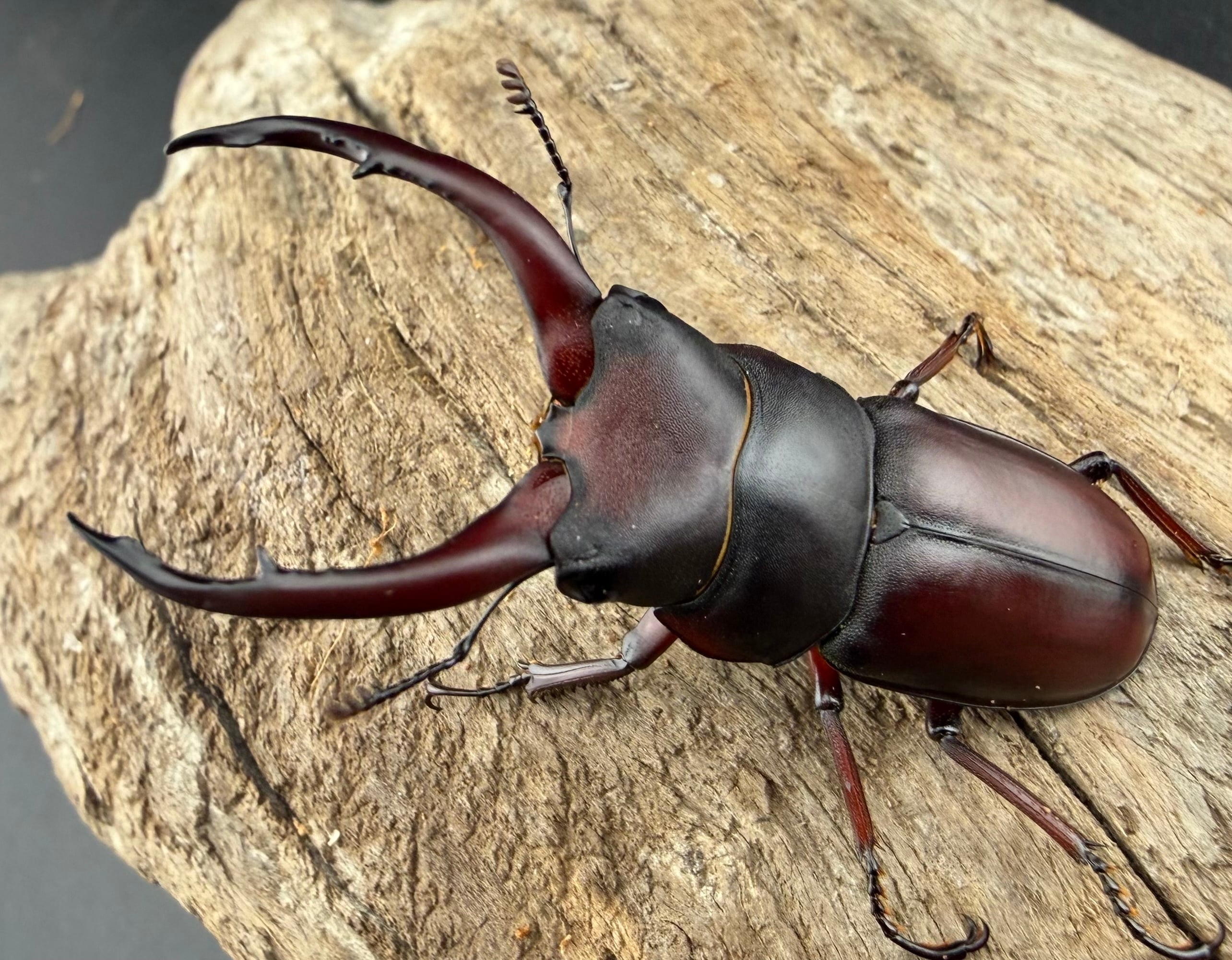 WF2】《グラキリスノコギリヒラタクワガタ 50.5mm ペア》 | KPW公式