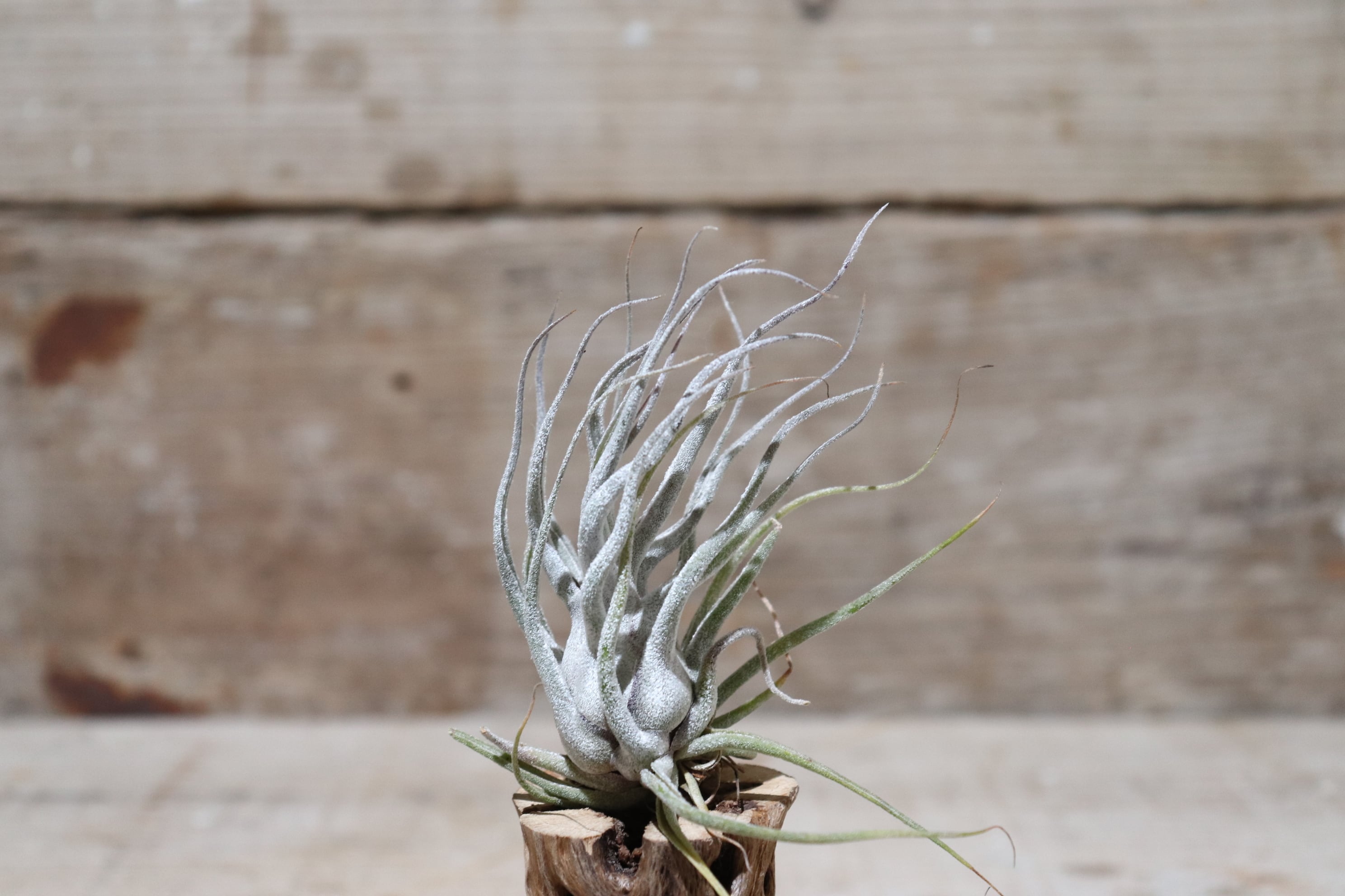 送料無料】'Ty' 〔エアプランツ〕現品発送T1400 | plane plants