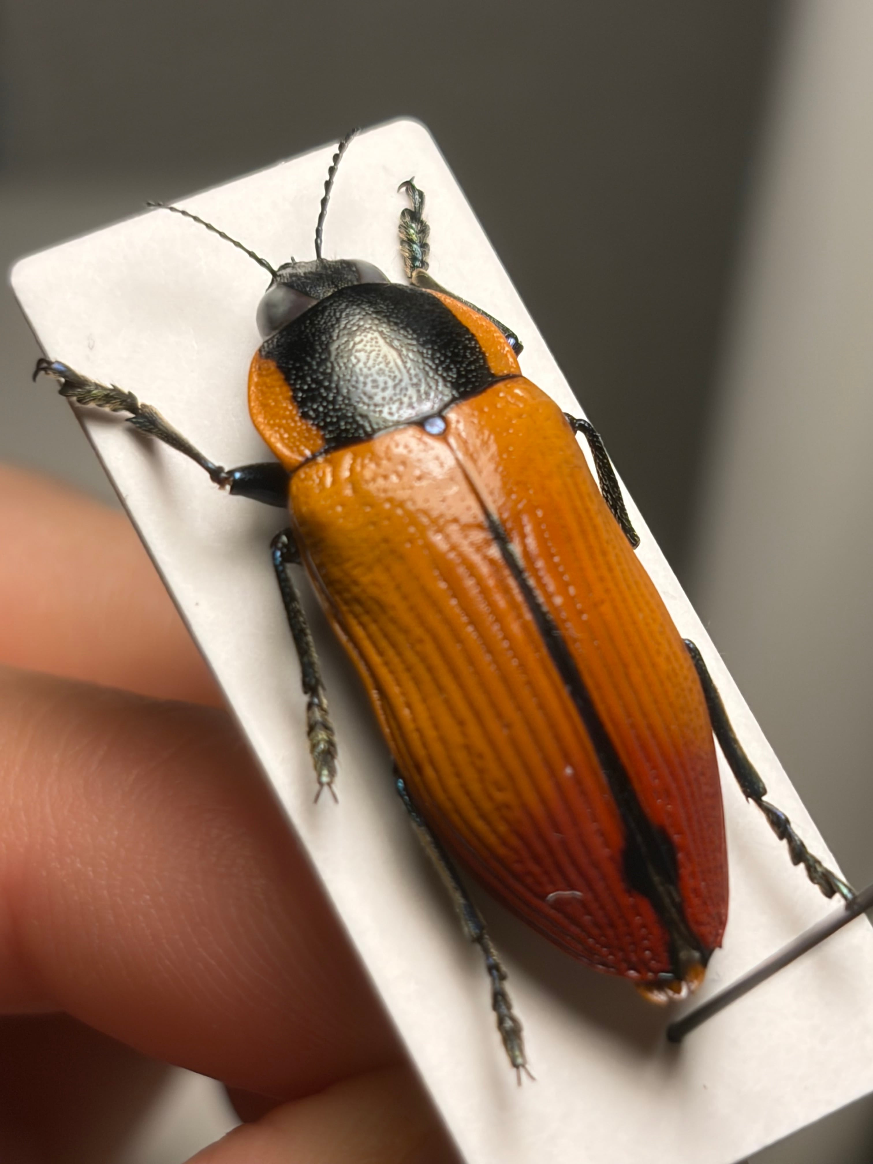 31mm】Temognatha variabilis オーストラリアのタマムシ きらめく甲虫
