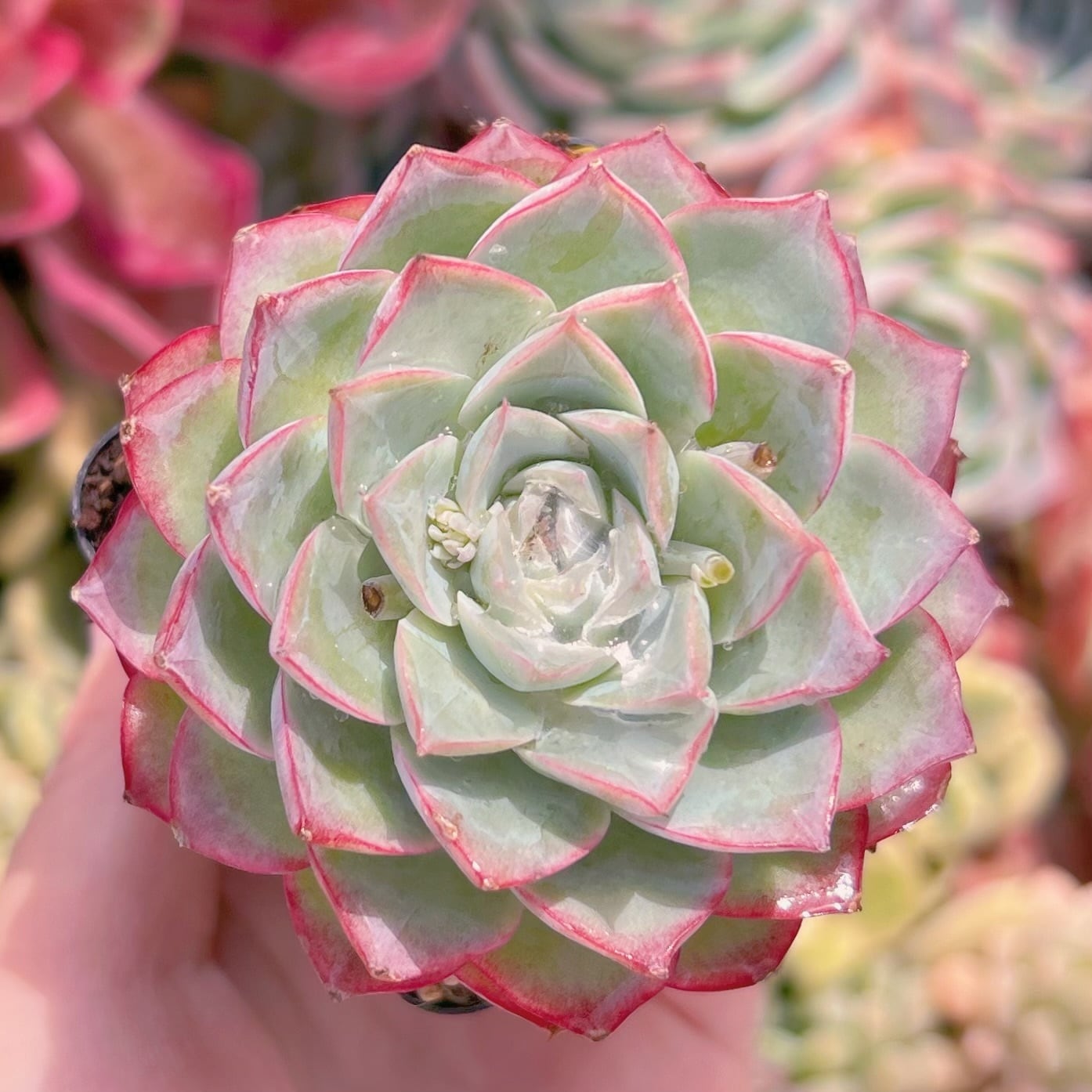 現物　春荷#C49　るる農園