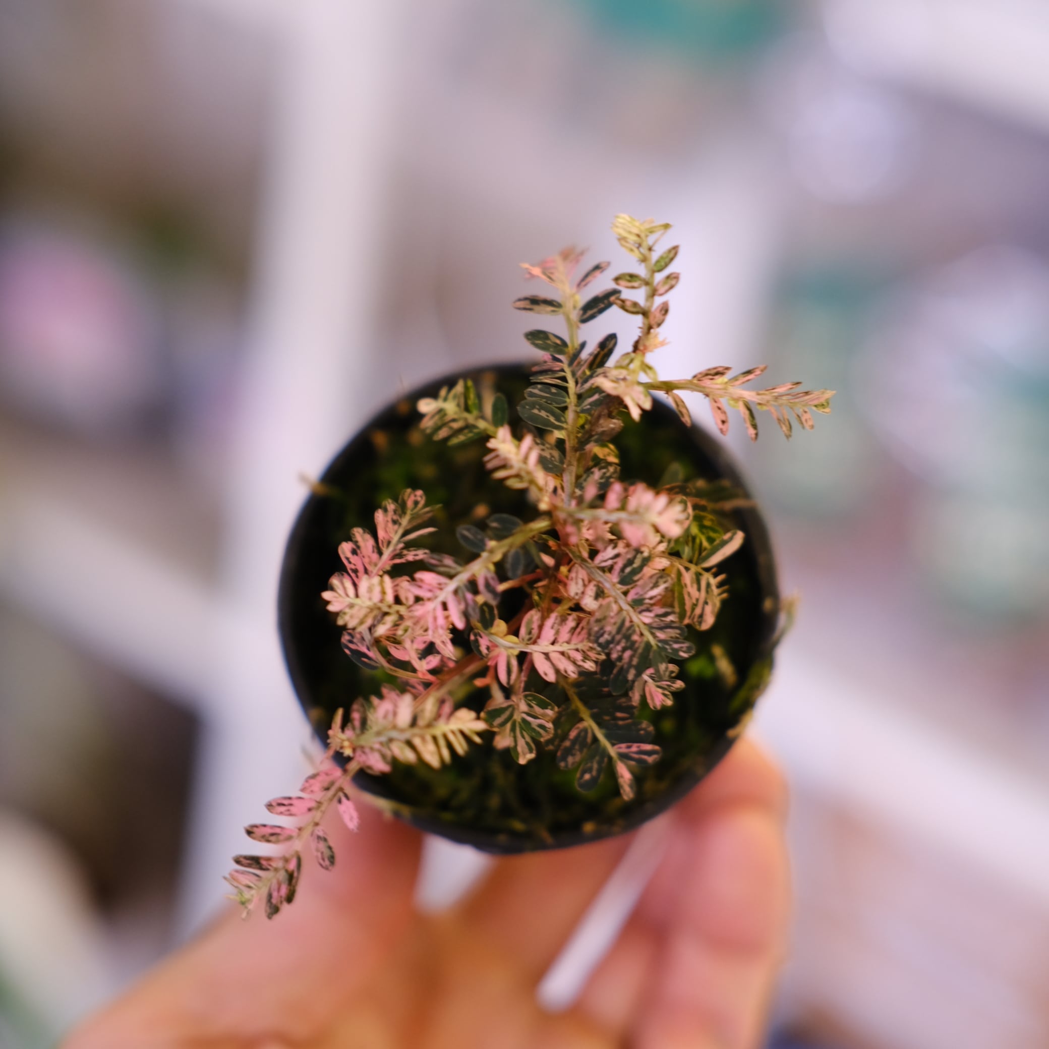 Phyllanthus urinaria 'Pink Variegated'│フィランサス・ウリナリア