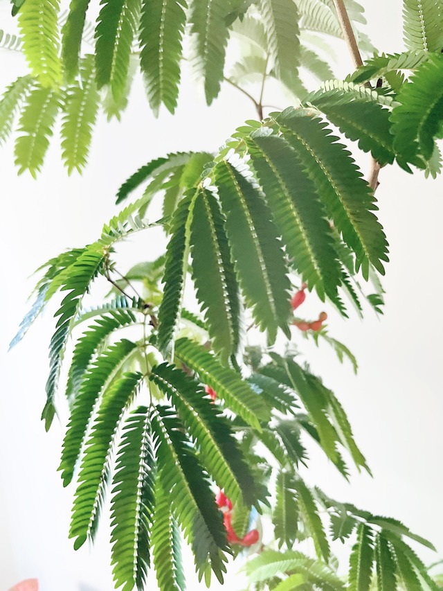 エバーフレッシュ ネムノキ 曲がり 逸品 観葉植物 大型 calm cafe