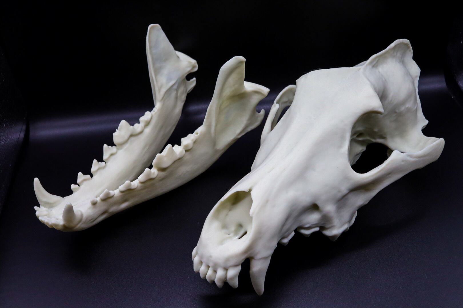 タイリクオオカミ原寸大頭骨模型 | 生き物グッズ屋〈4C-UNIT〉