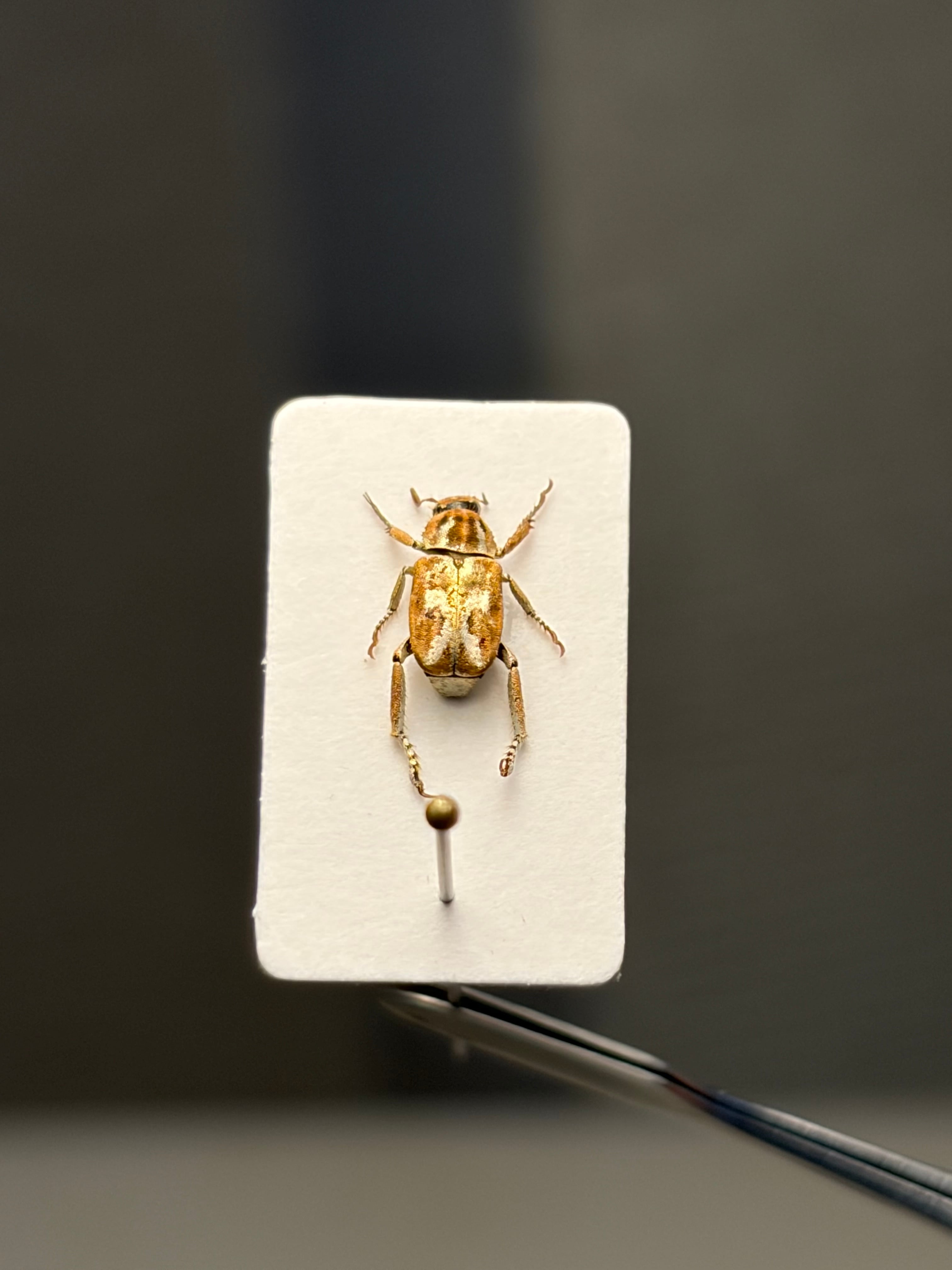 7mm】オウゴンアシナガコガネ とんでもない甲虫 標本プラチナコガネ