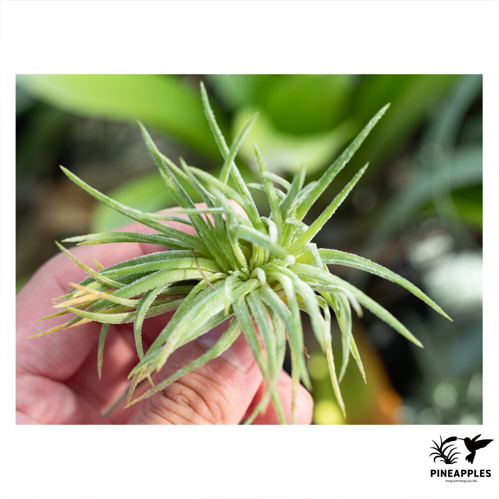ブロメリア・エアープランツ Tillandsia kautskyi (Ex
