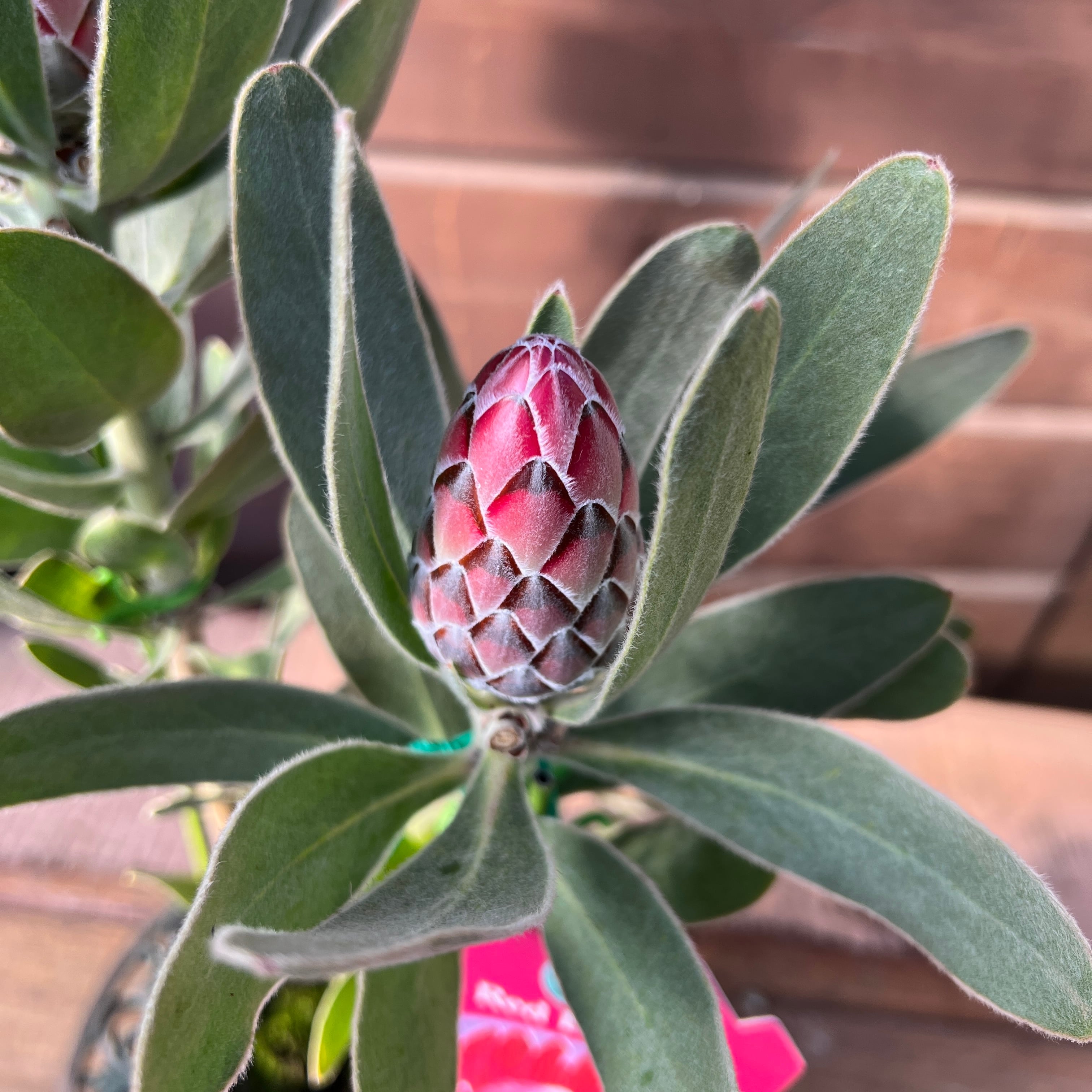 プロテア レッドバロン | 沼ノ上農園