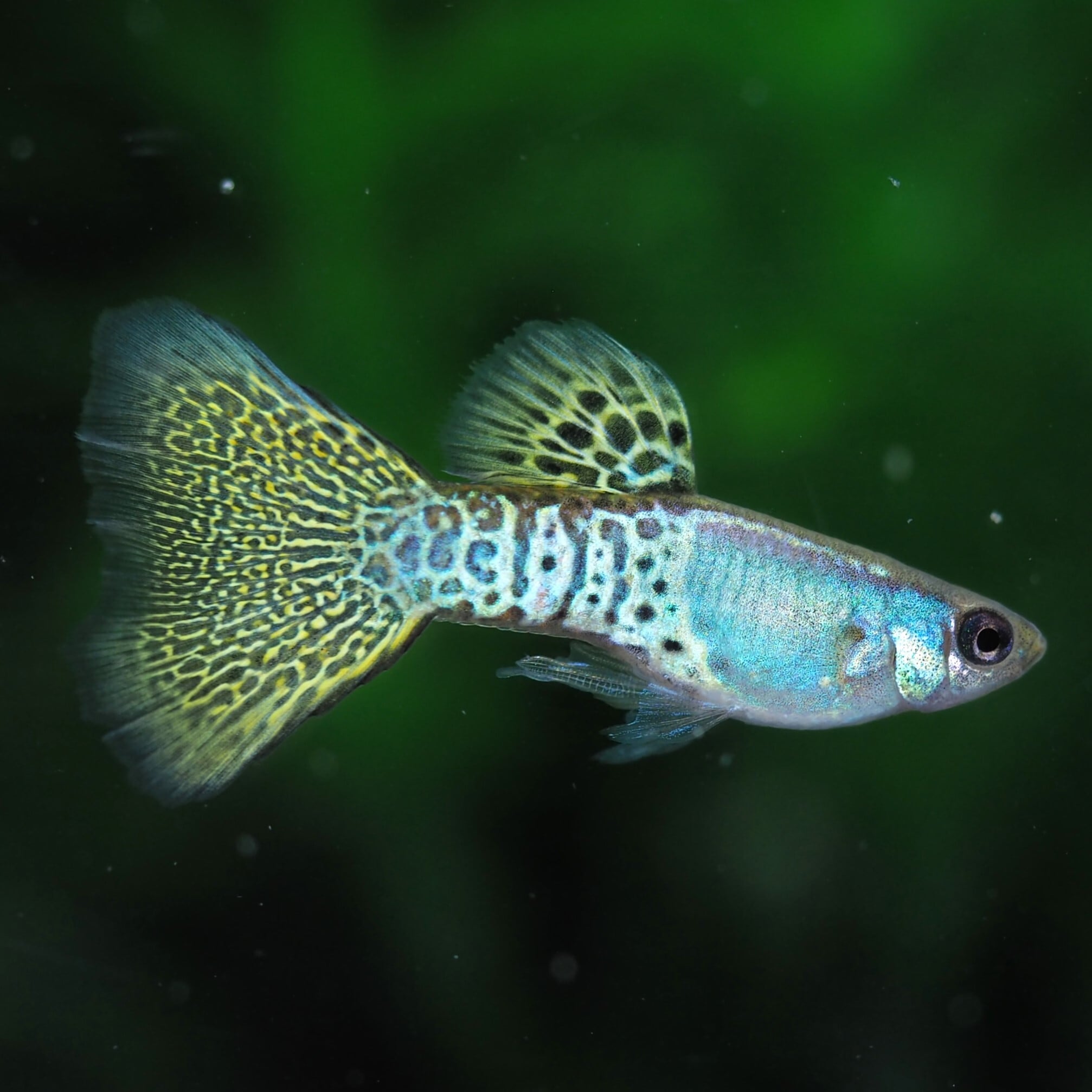 GUPPY | 伊豆グッピーファーム