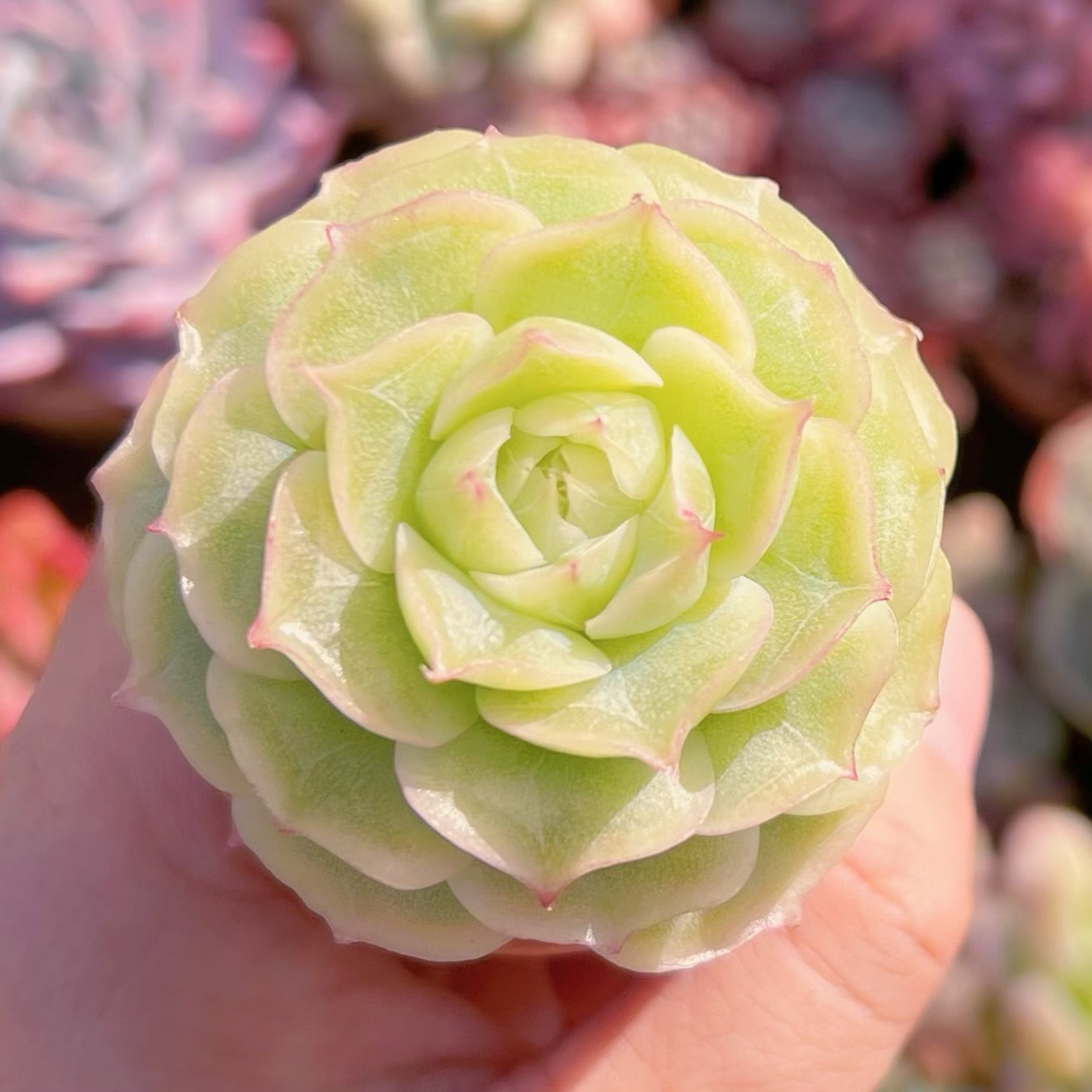 多肉植物　エレガンスx'Malgan’　新入荷　るる農園