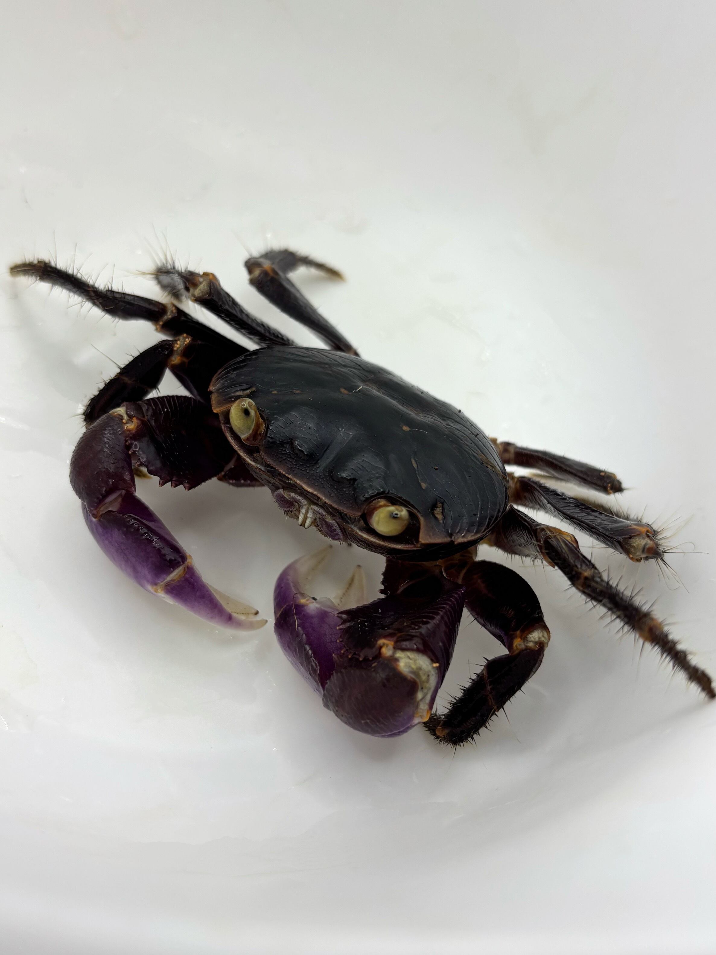 カクレイワガニ③♂ 1匹 | まるころ商店〜まるくてころころした生き物