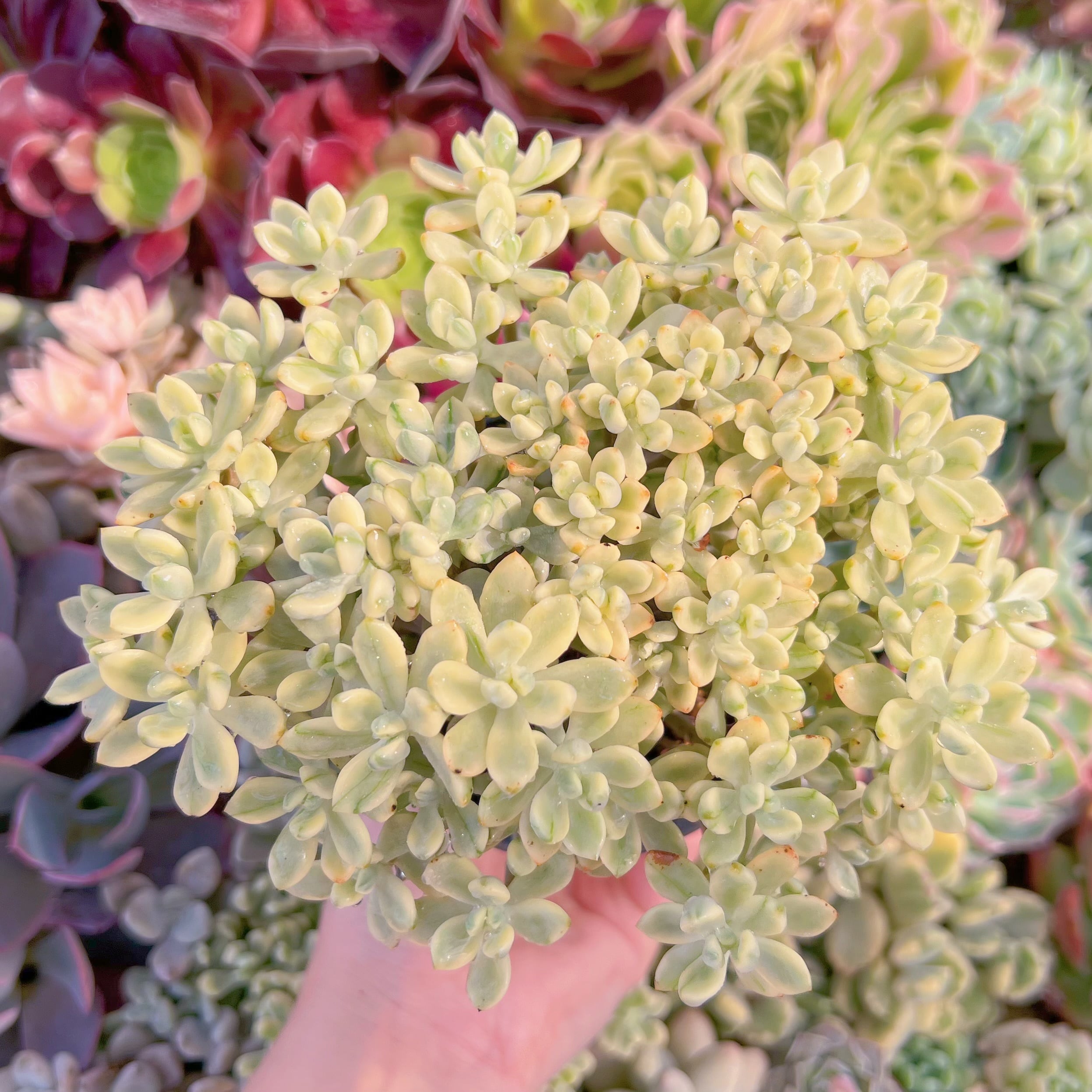 現品　マイキーシュガー錦#F234　るる農園