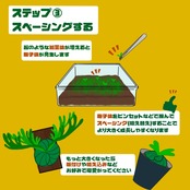 ビカクシダ胞子培養スターターキット P.veitchii【P25】