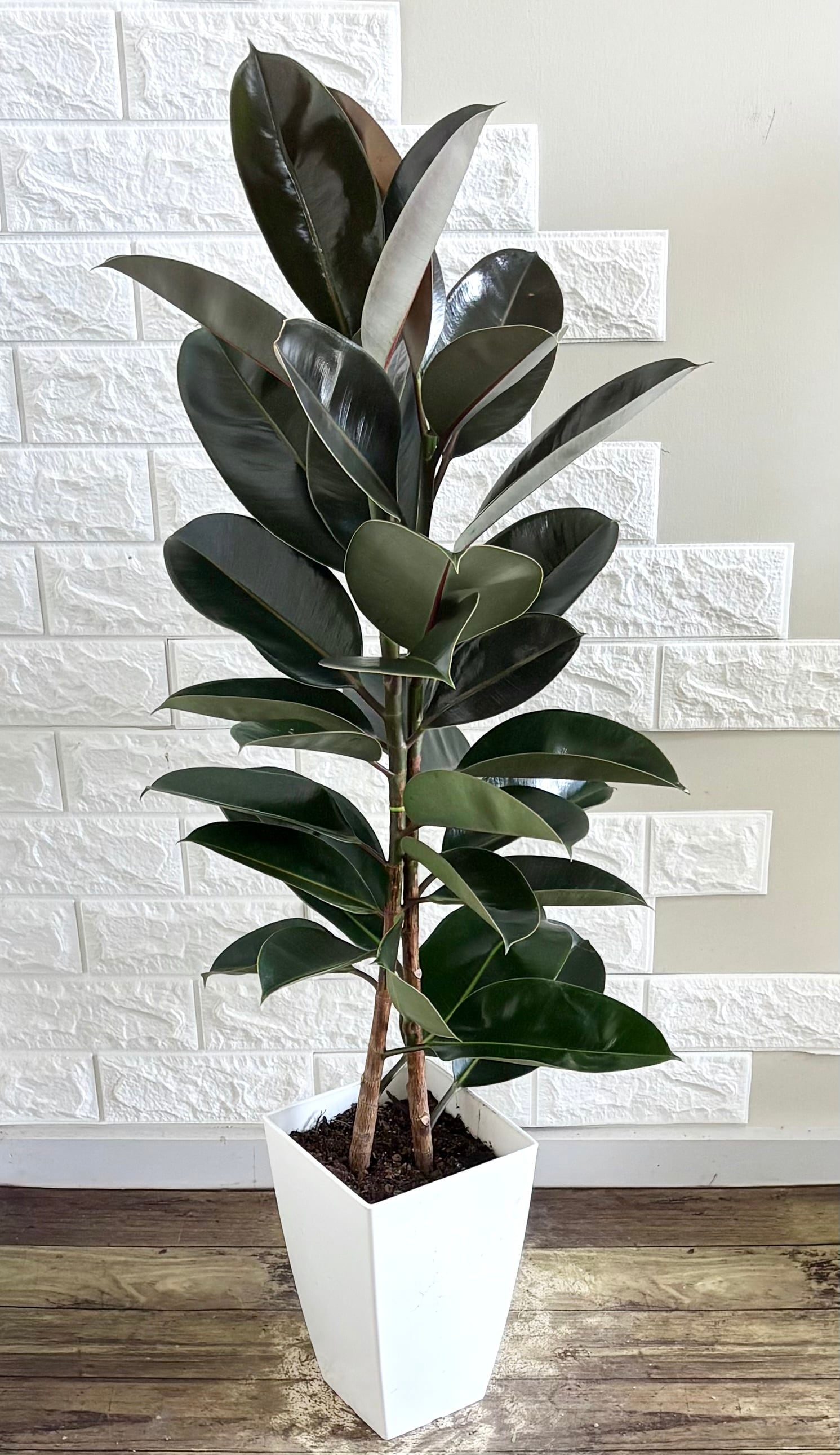 現品】エバーフレッシュ 曲がり樹形 7号鉢 観葉植物 | 観葉植物のお店