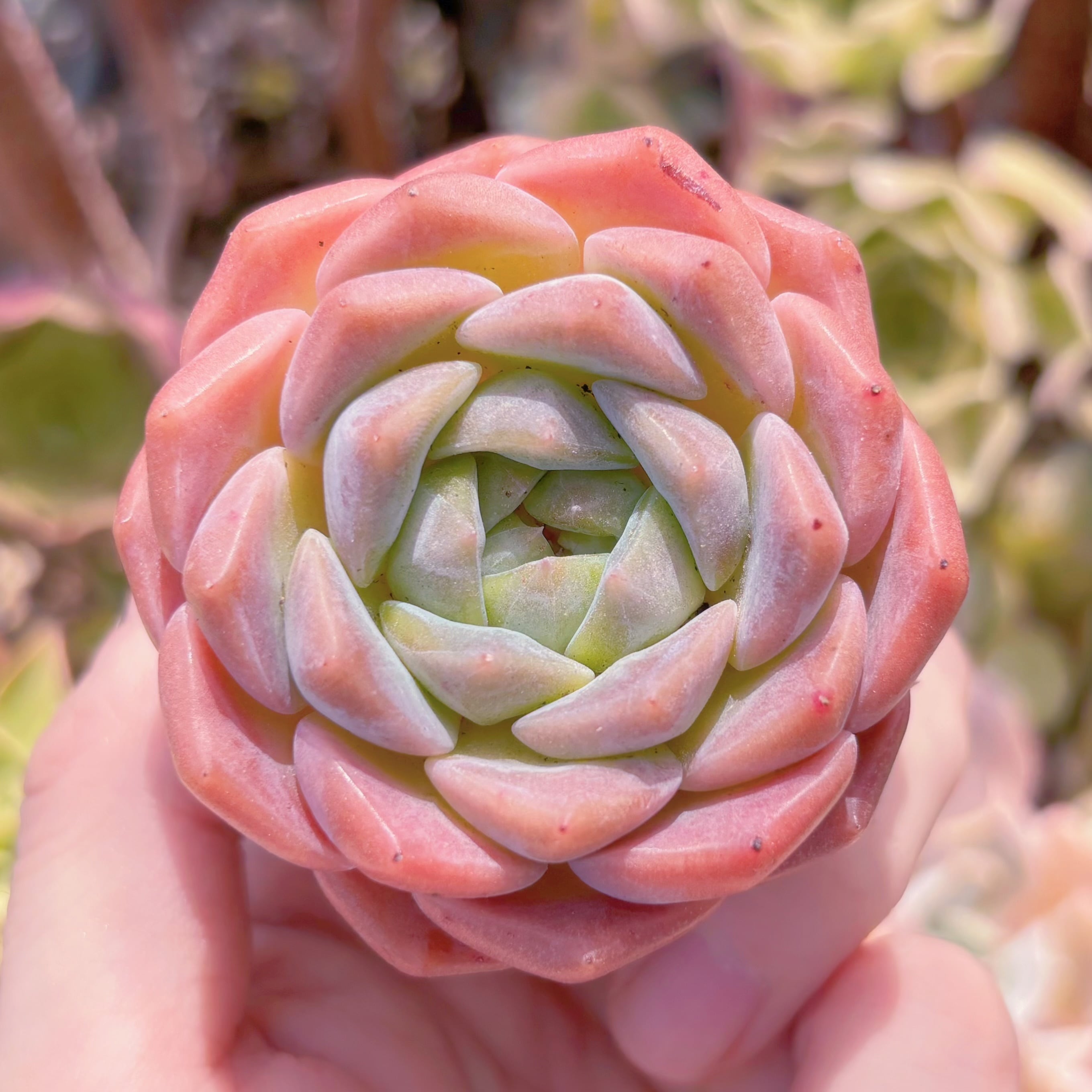 多肉植物　純愛　新入荷　るる農園