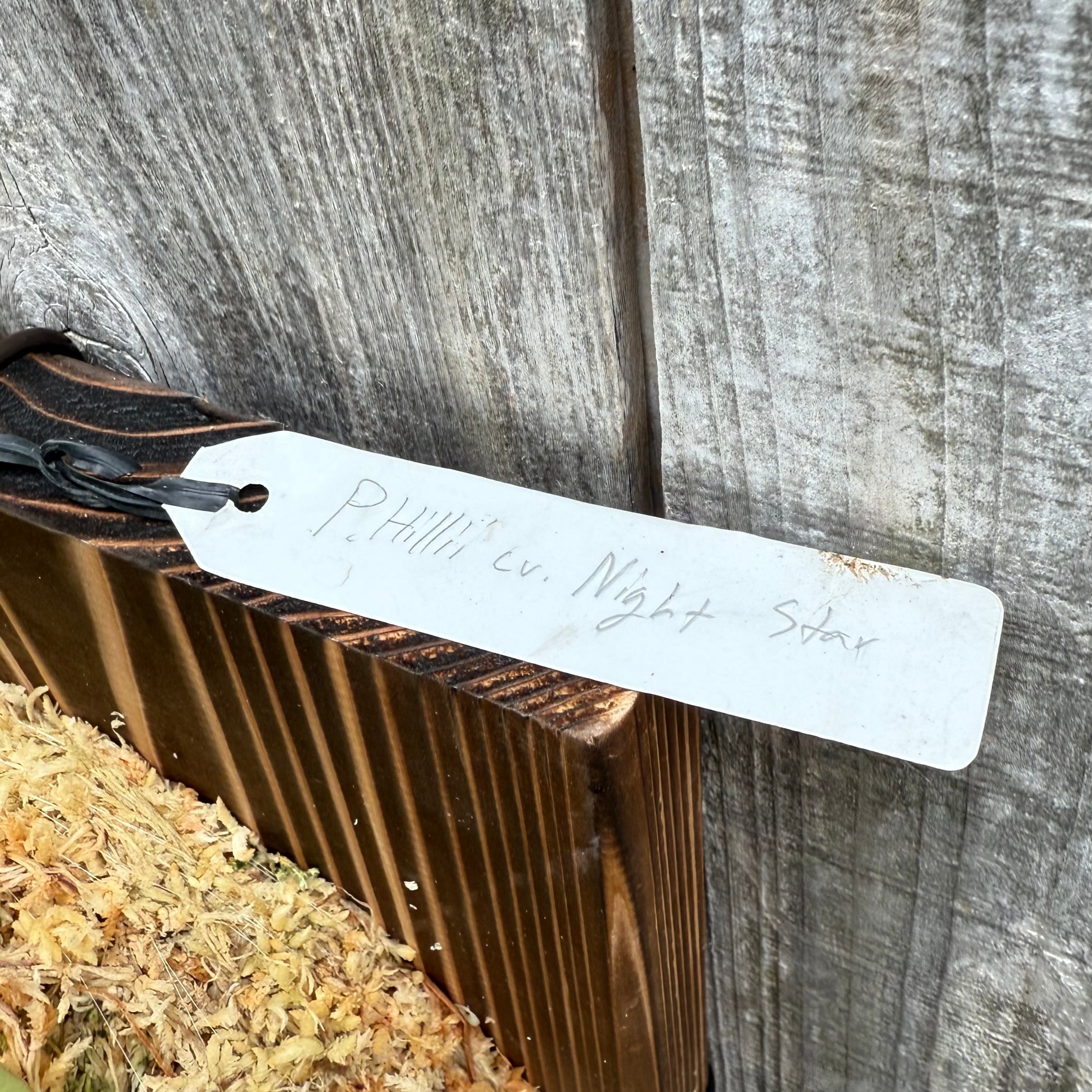 P. hillii cv. Night Star (pup) | naturefix