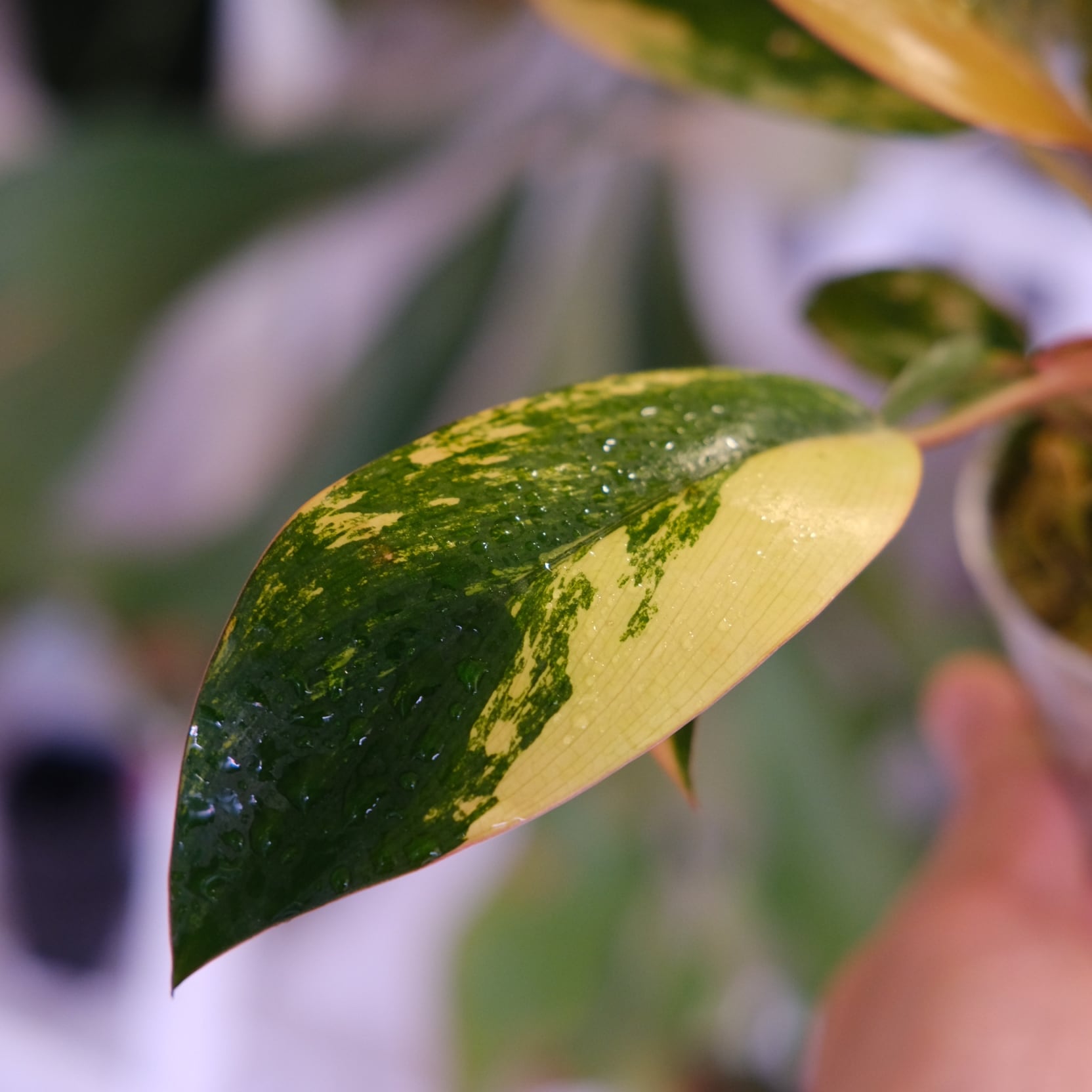 フィロデンドロン・レッドコンゴ④│Philodendron Red Congo