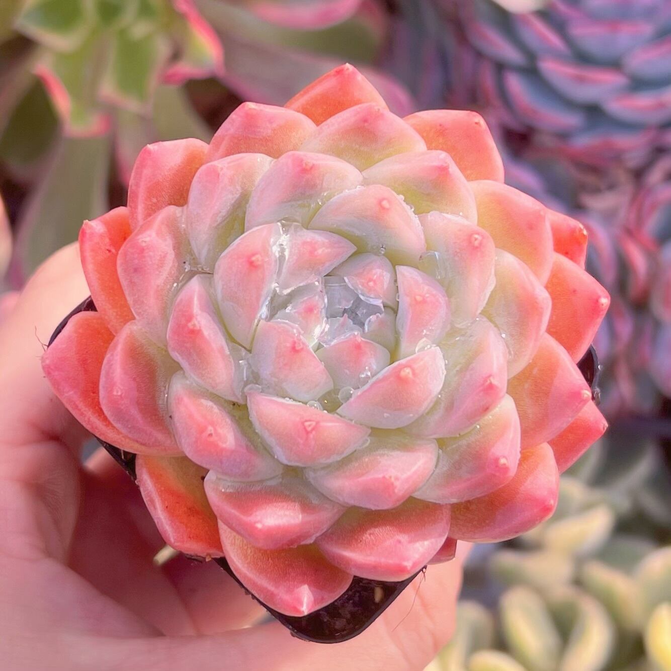 現品　氷糖蜜#670　新入荷　るる農園