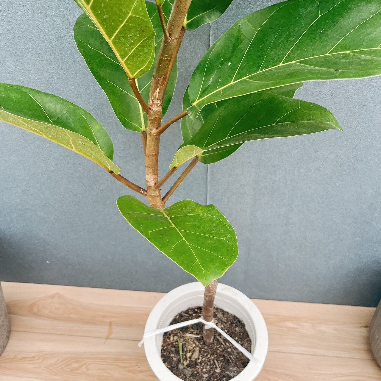 現品］【希少】21番 フィカス アフリカンプリンス 8号 観葉植物 室内