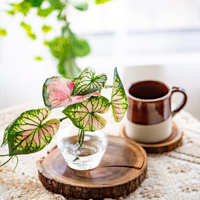 カラジューム フェイクグリーン ピンク 観葉植物 室内 インテリア ハートの葉 卓上