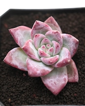 カット苗 ブラックサバス Echeveria 'Black Sabbath'