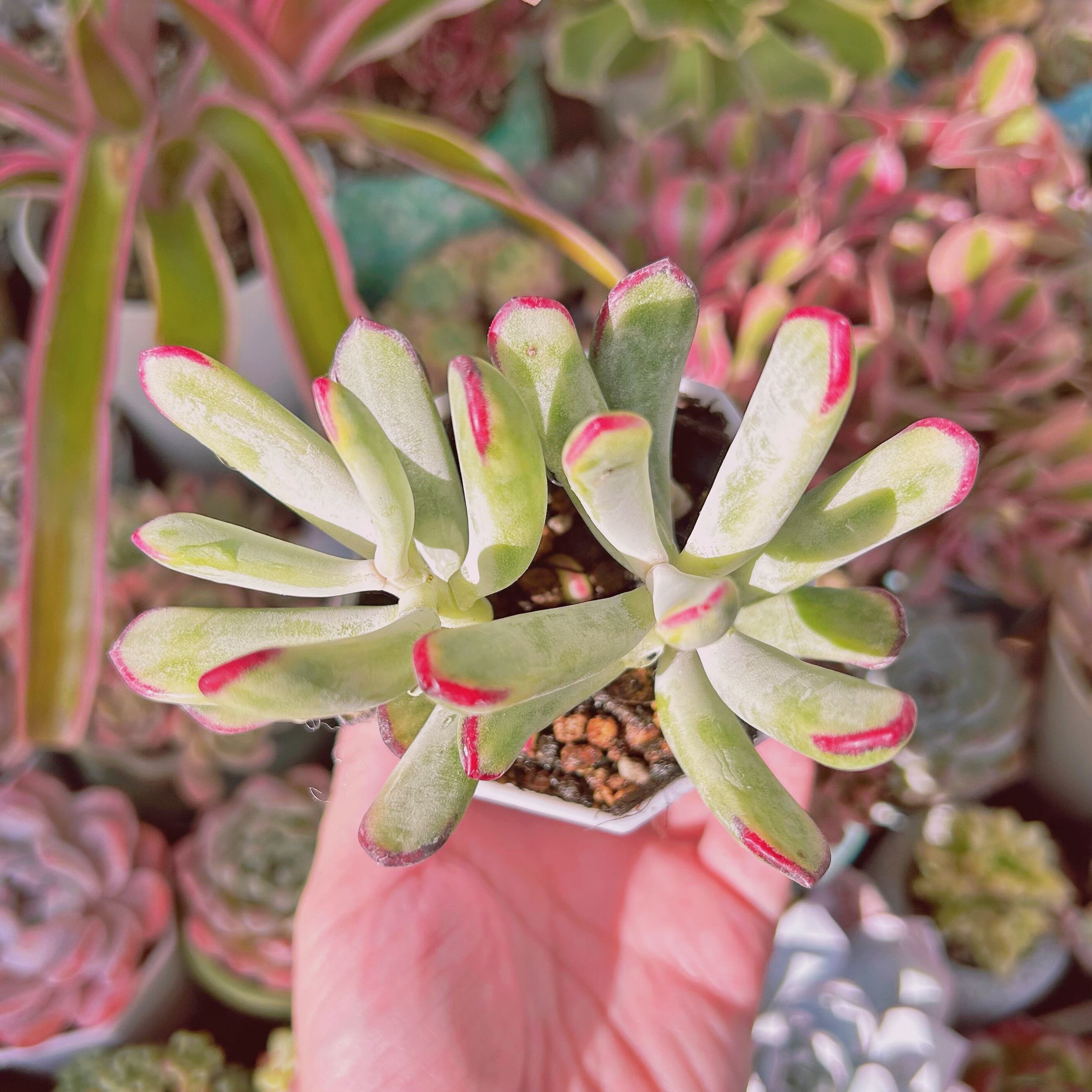 現物 多肉植物 福娘錦 | RunaHana