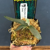 ビカクシダ　ジェニー　P. willinckii 'Jenny'【658】