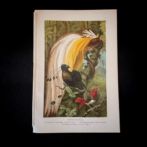 博物画「極楽鳥」