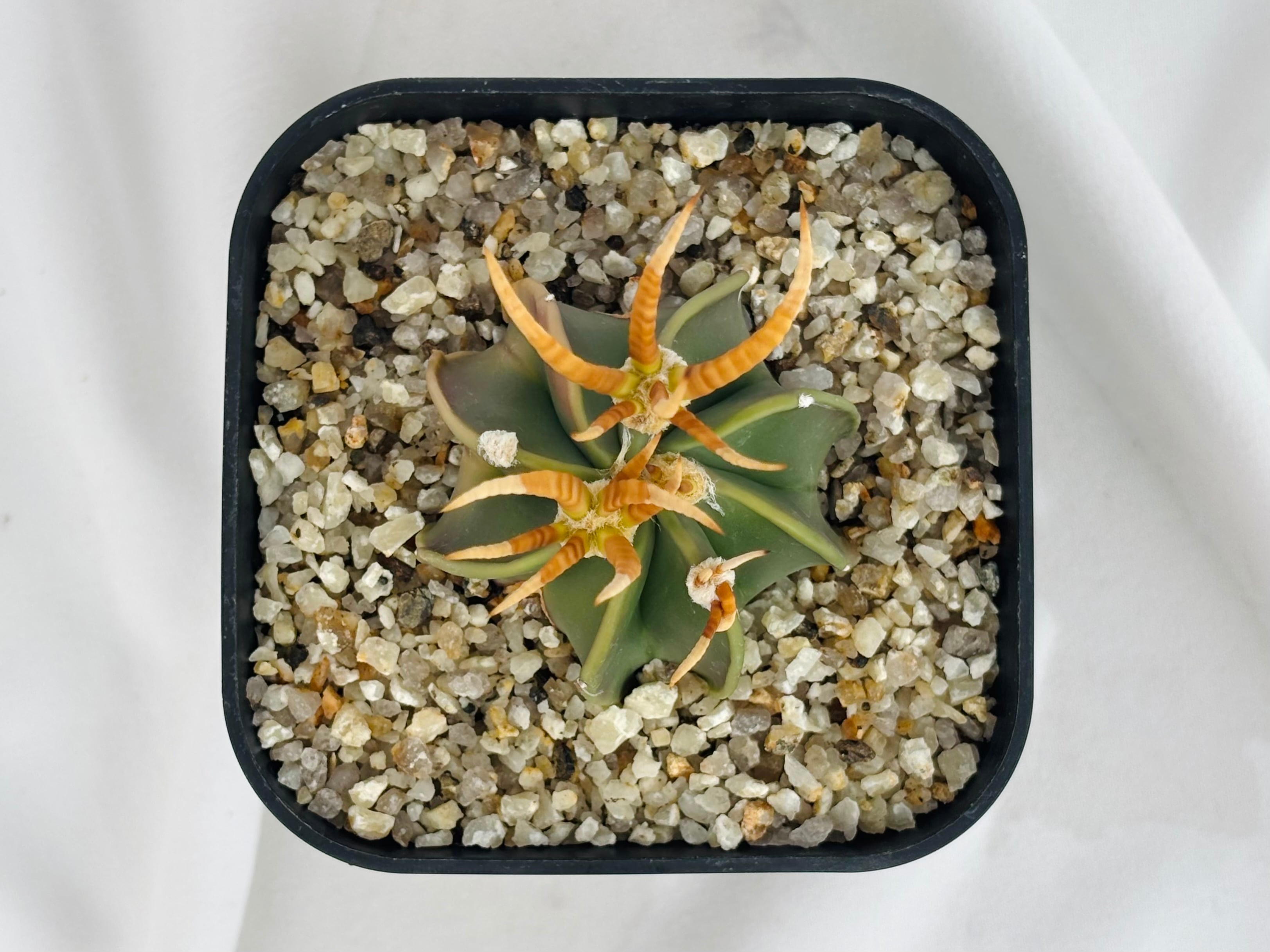 Astrophytum capricorne v. crassispinum アストロフィツム 水牛大鳳玉