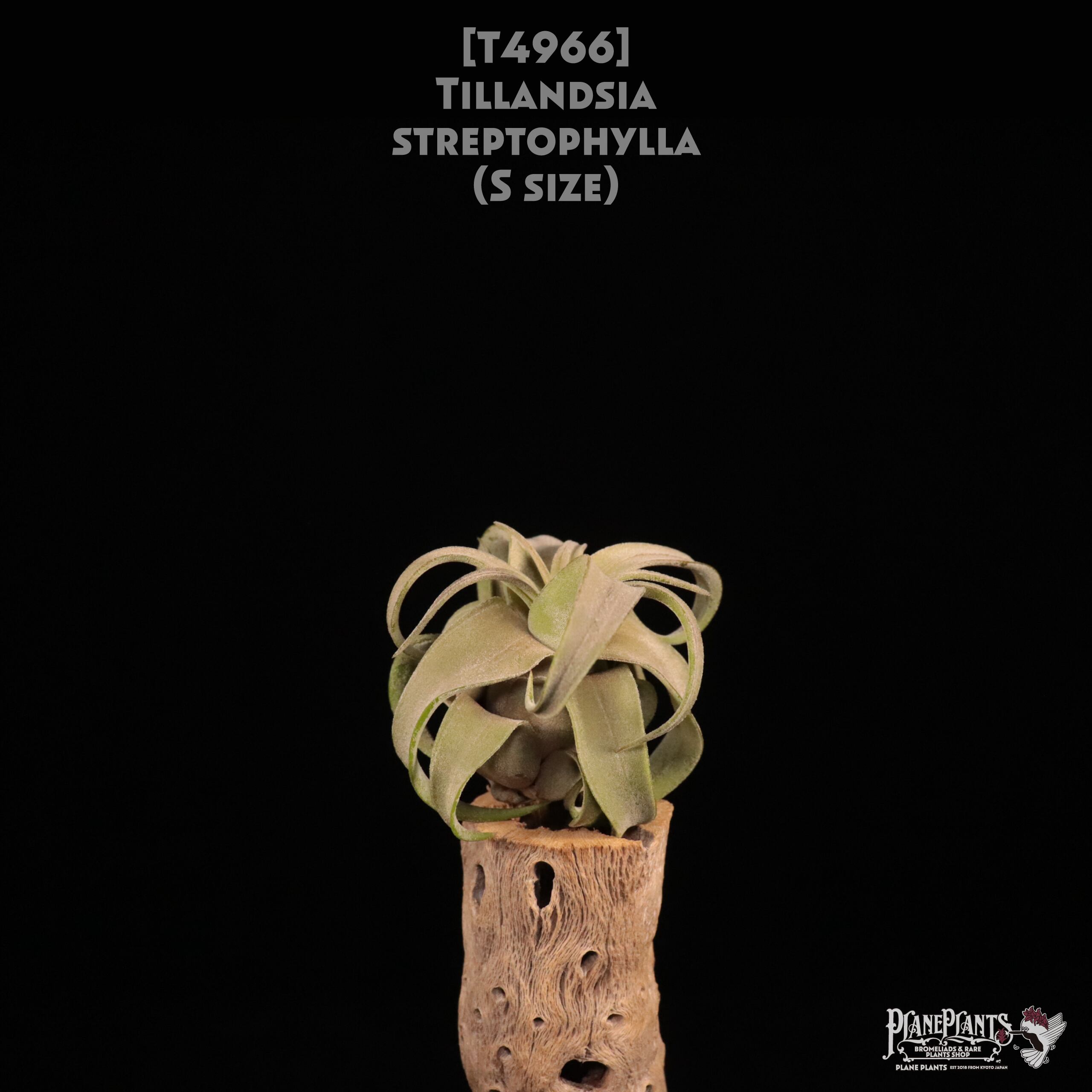 【送料無料】streptophylla S〔エアプランツ〕現品発送T4966
