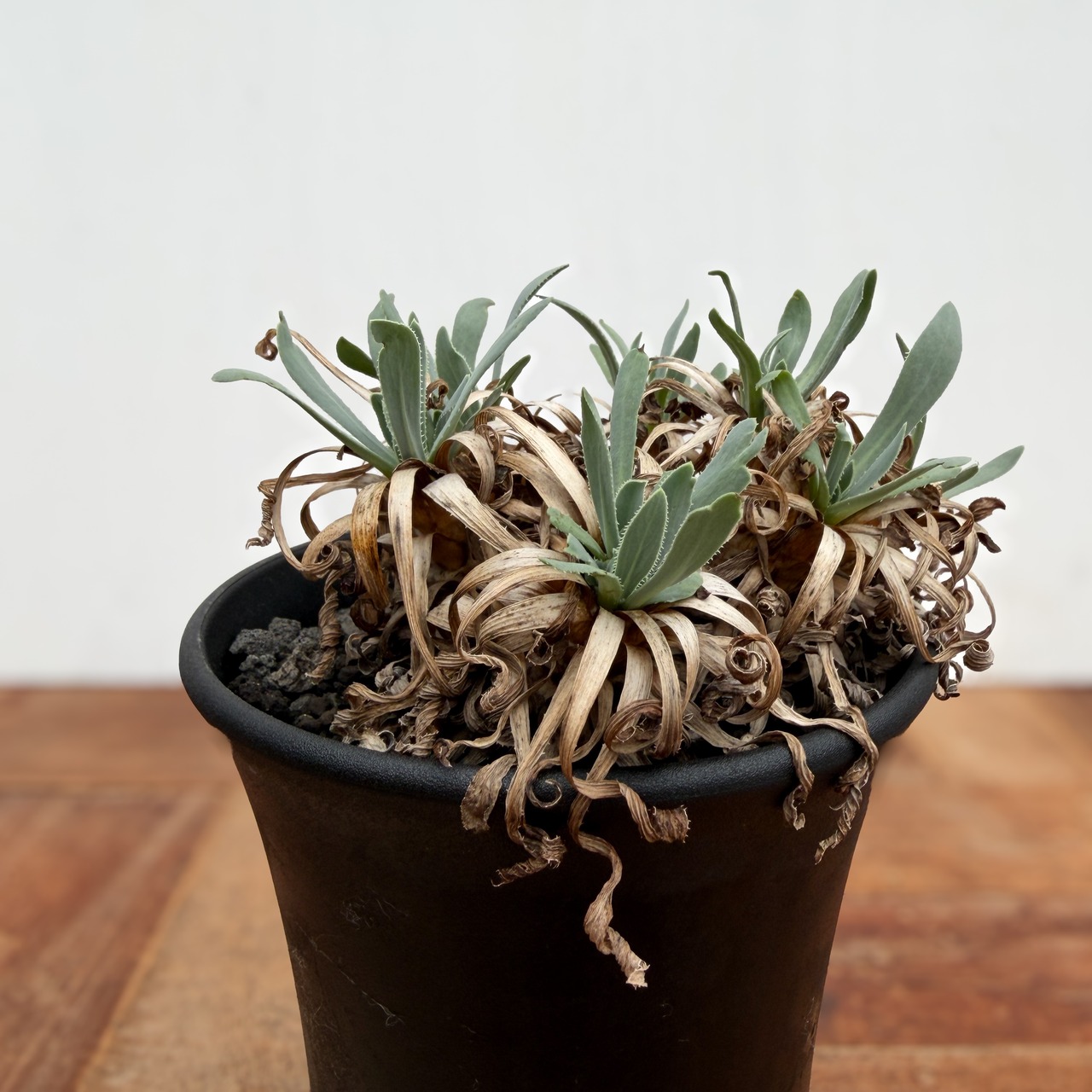 Othonna retrorsa【オトンナ・レトロルサ・実生】