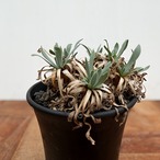 Othonna retrorsa【オトンナ・レトロルサ・実生】