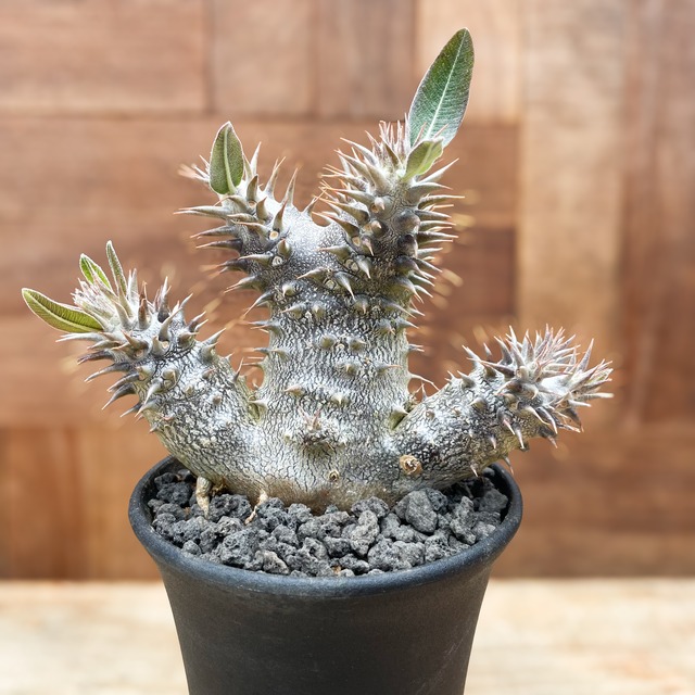 Pachypodium 'Itoh Hybrid'【パキポディウム・伊藤ハイブリッド】