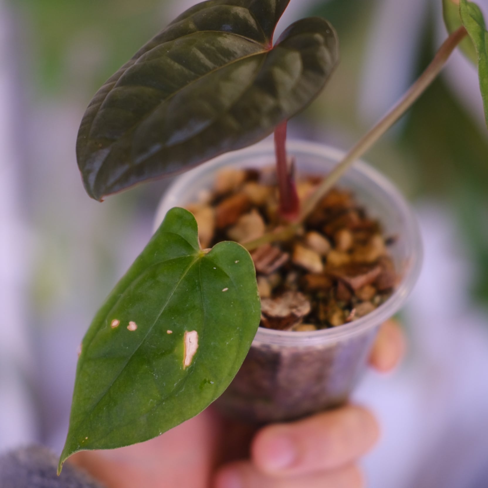 Anthurium luxurians × Anthurium magnificum 'Silver' SKG
