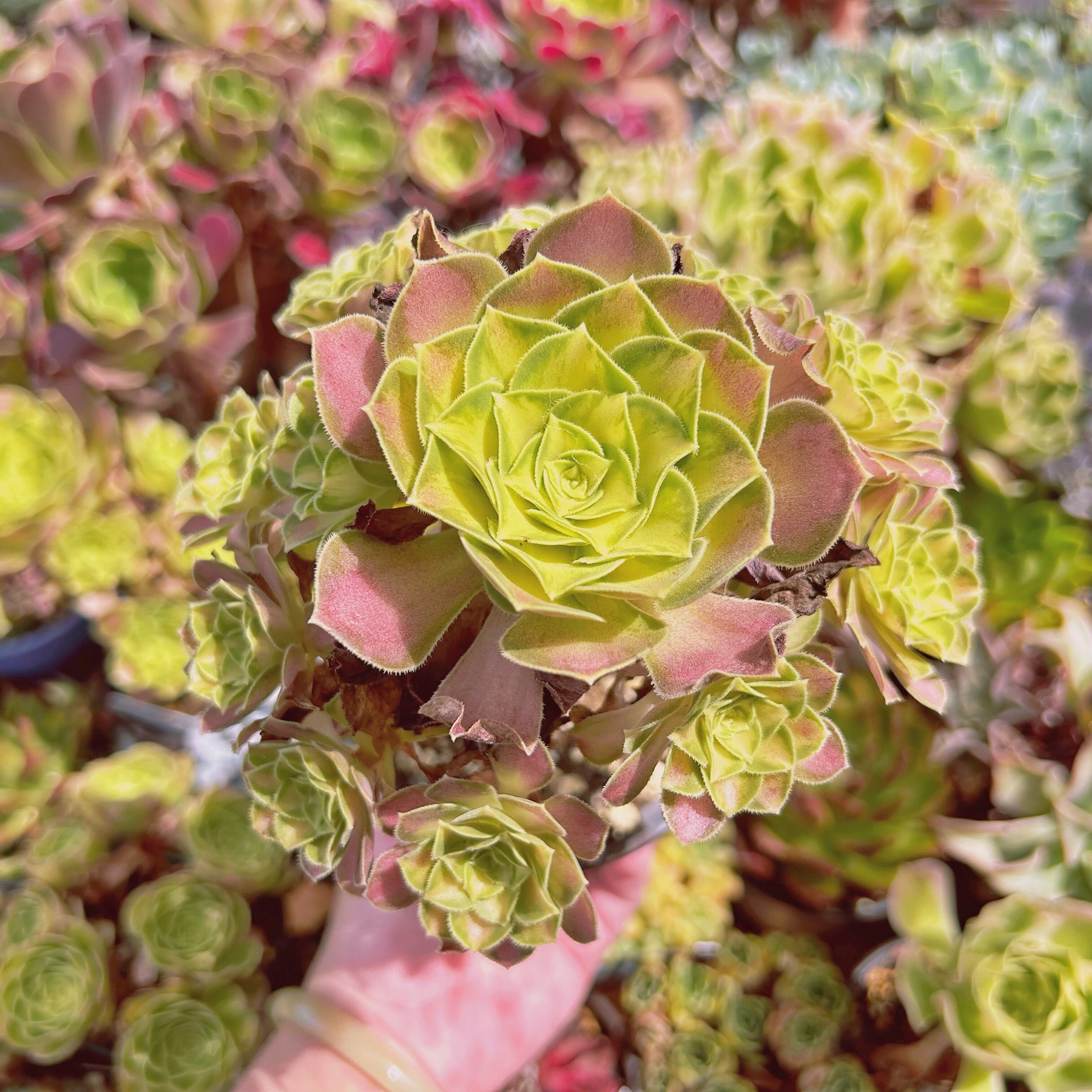 #2227現物　多肉植物　パラダイス錦　特大群生　抜き苗