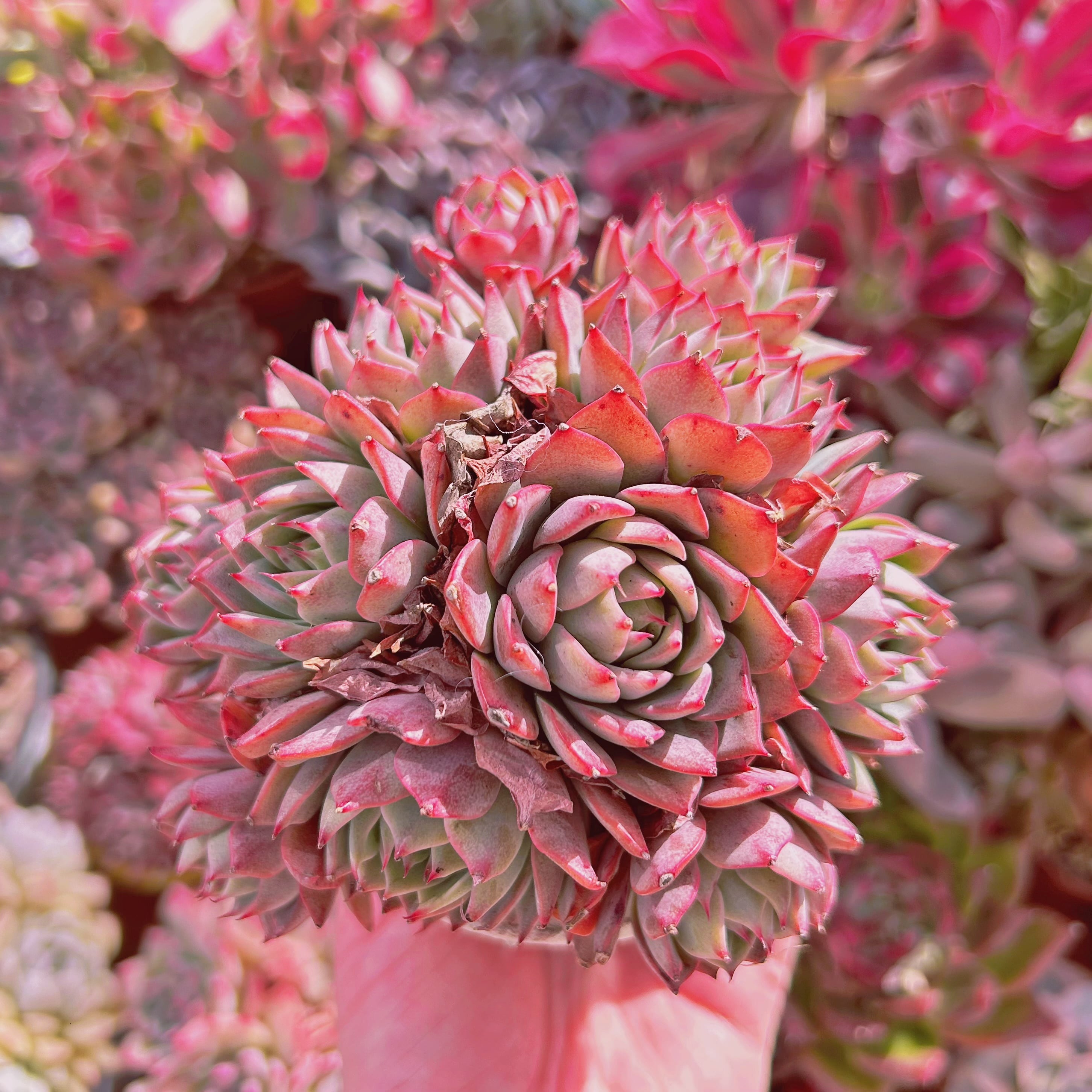 多肉植物　Echeveria   新品種　リンゼアナ　6頭以上　特大群生　
