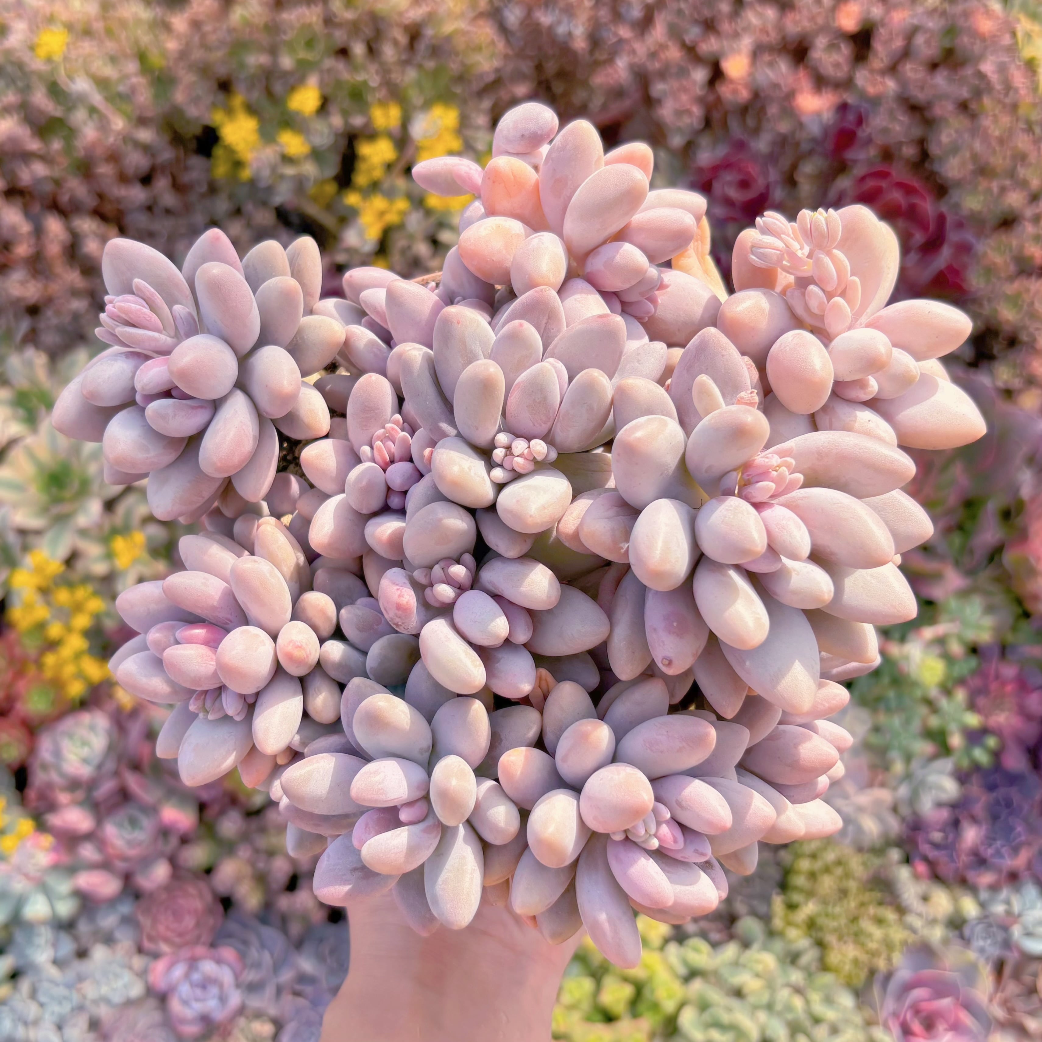 現品　薄桜玉#012　新入荷　るる農園