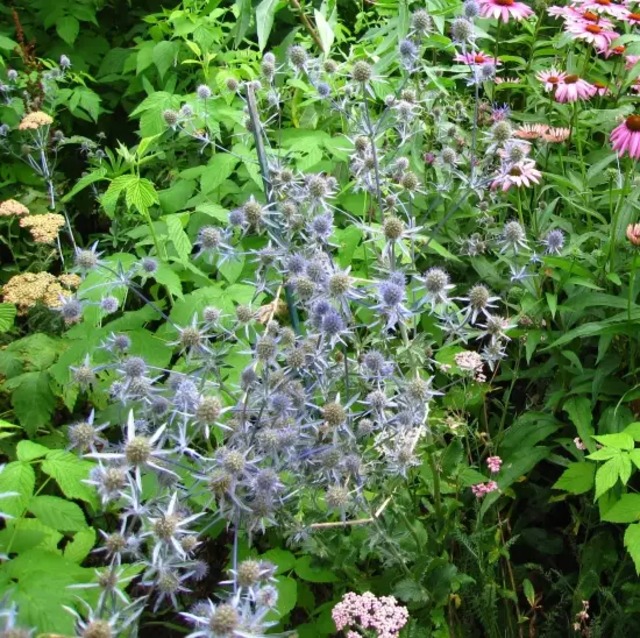 エリンジウム プラナム