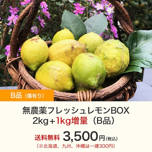 無農薬フレッシュレモンBOX 2kg+1kg増量（B品）【4月中旬以降収穫予定分】