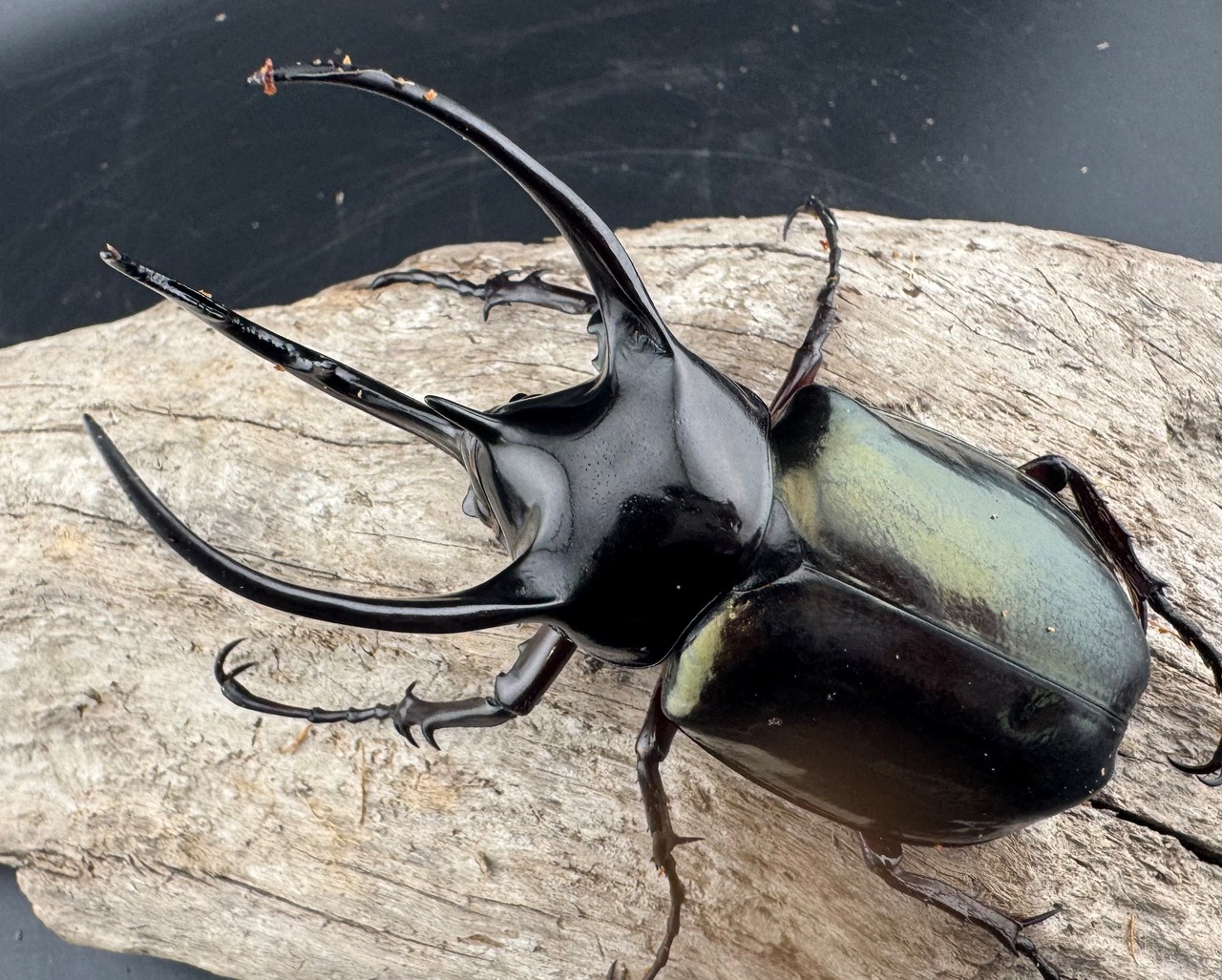 【WD】《ジャワコーカサスオオカブト 85.5mm ペア》