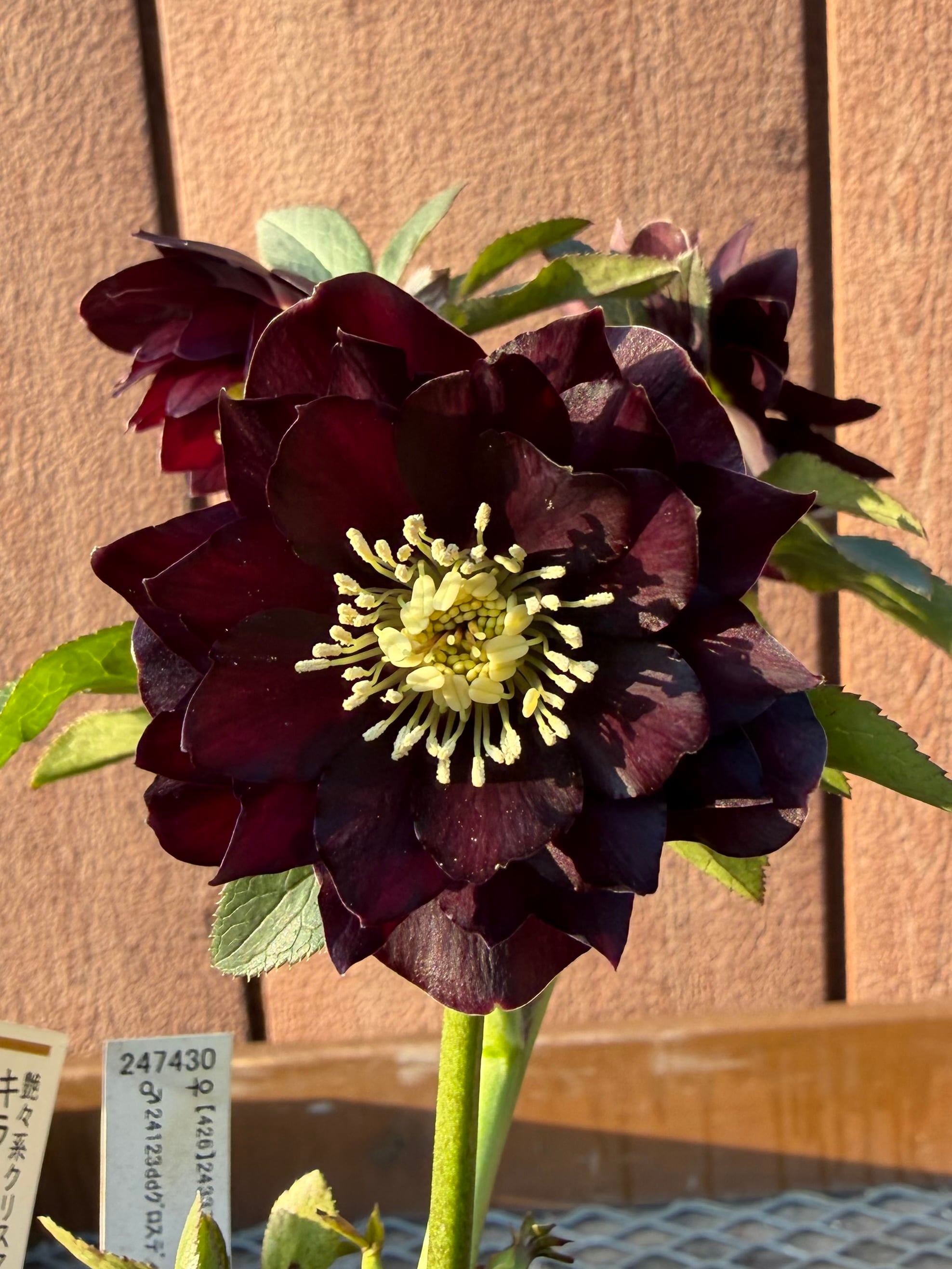 キラメキ☆チョコレート 加藤農園 クリスマスローズ【Ka108】送料無料