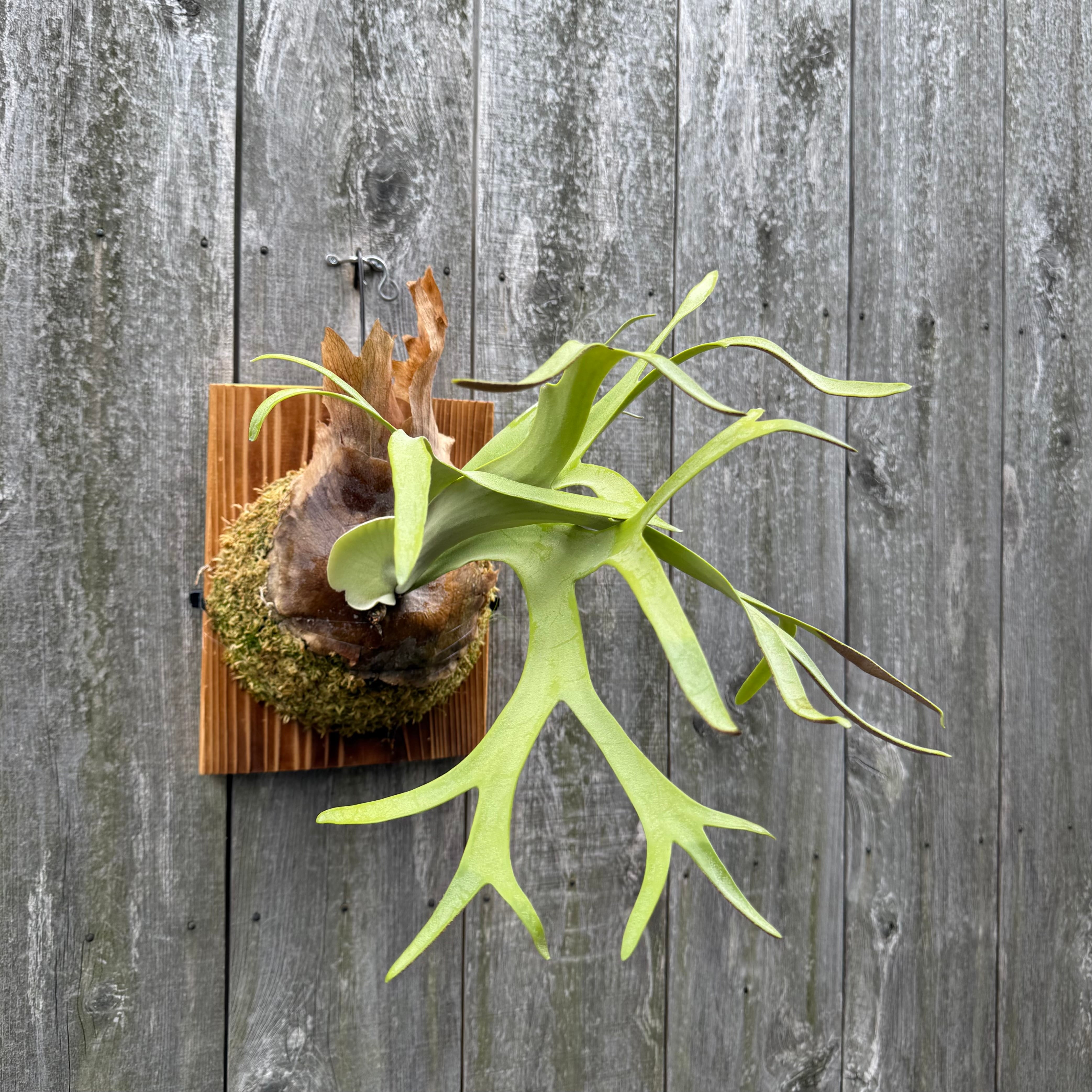 P.Willinckii A+ dwarf select pup株分子株 P. willinckii cv. Silvery Dwarf (pup) | naturefix