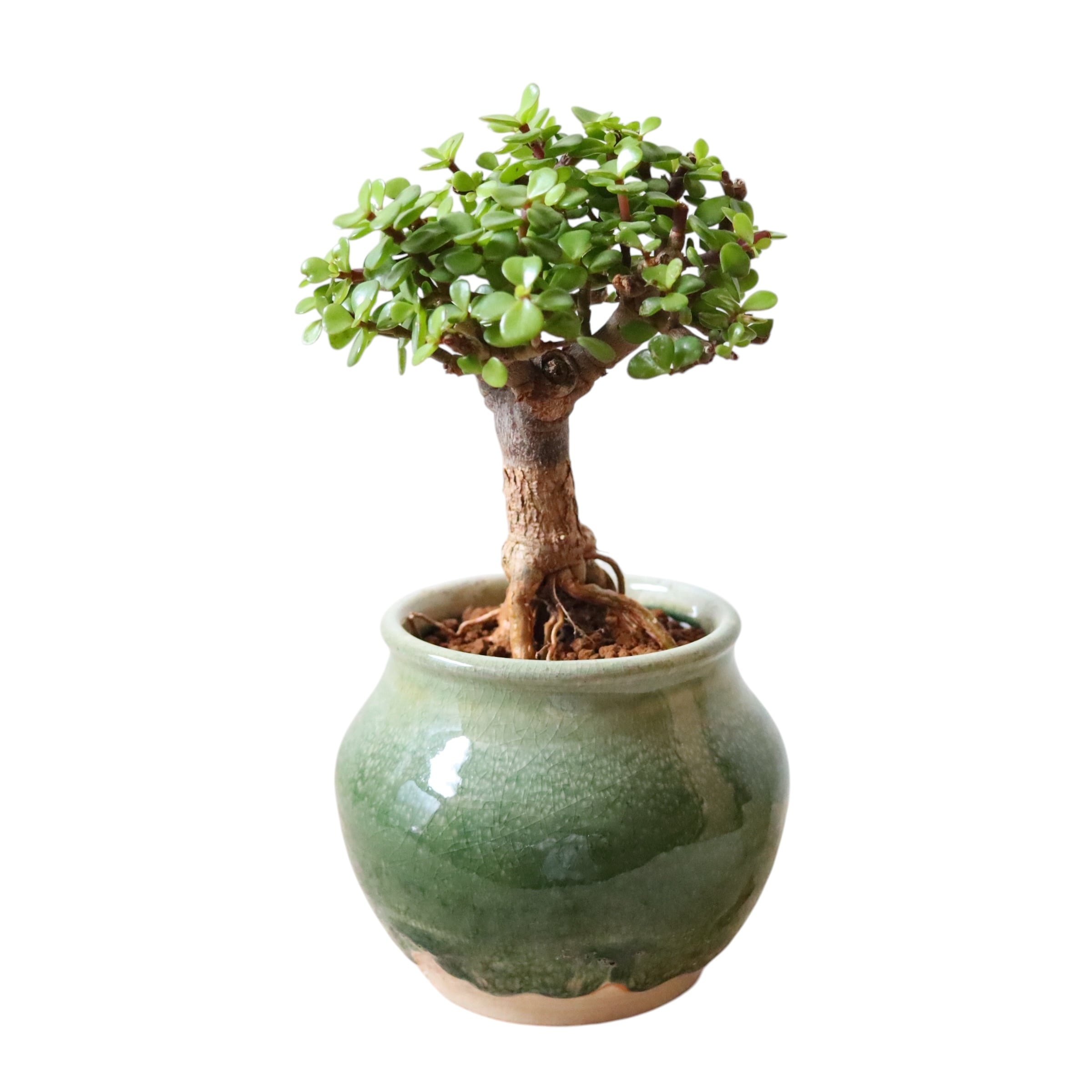 ポーチュラカリア アフラ(35cm)